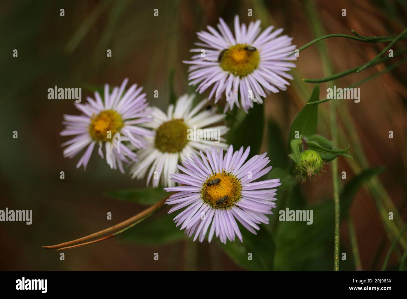 Diffondendo i divergeni di fleabane o Erigeron con piccoli coleotteri al lago Woods Canyon vicino a Payson, Arizona. Foto Stock