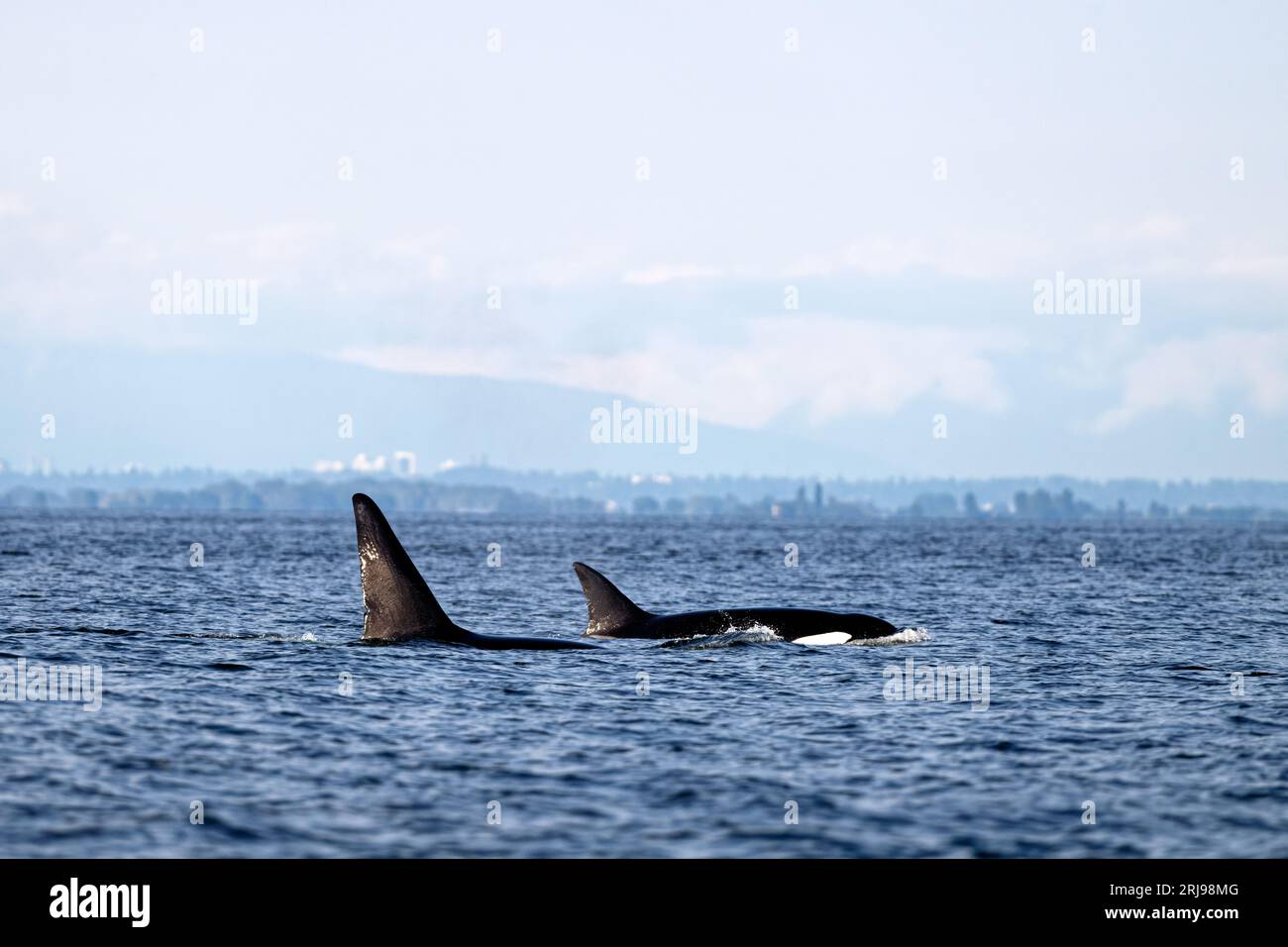 Le due orche assassine scivolano attraverso le tranquille acque dell'oceano. Texada Island, Canada. Foto Stock