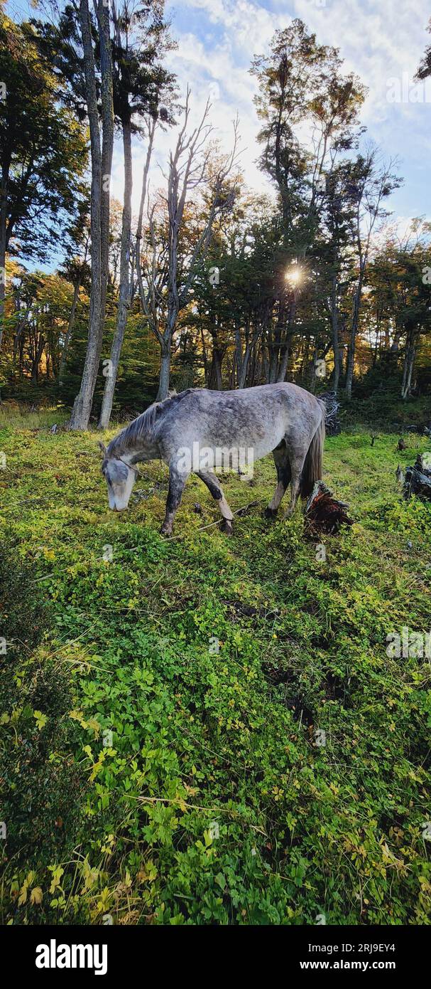 Un maestoso cavallo grigio si erge in un idilliaco prato verde, che pascolava sull'erba Foto Stock