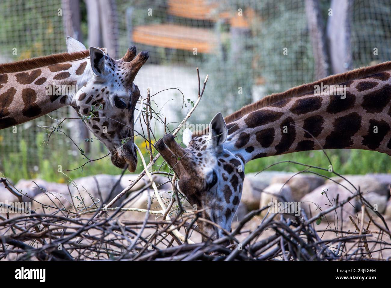 Schwerin, Germania. 21 agosto 2023. Le giraffe mangiano foglie dai rami all'aperto dello zoo di Schwerin. Per il giorno dello zoo statale del 22.08.2023, molti giardini zoologici del Meclemburgo-Pomerania anteriore (Vorpommern) attirano bambini dal Meclemburgo-Pomerania anteriore (Vorpommern) fino all'età di 14 anni con attività e ingresso gratuito. Credito: Jens Büttner/dpa/Alamy Live News Foto Stock