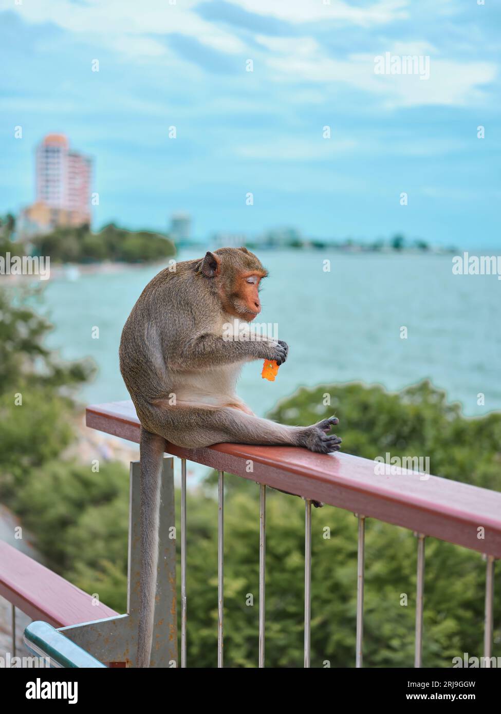 Una scimmia carina al Khao Sam Muk Viewpoint, nel distretto di Bang Saen, nella provincia di Chonburi, THAIALND Foto Stock