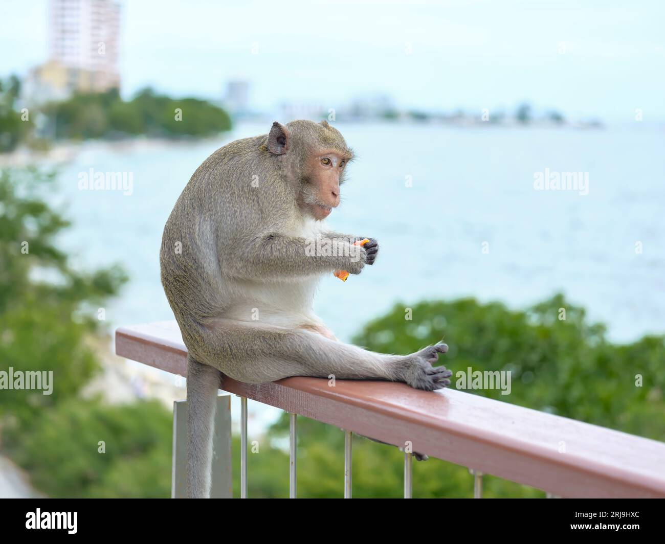 Una scimmia carina al Khao Sam Muk Viewpoint, nel distretto di Bang Saen, nella provincia di Chonburi, THAIALND Foto Stock