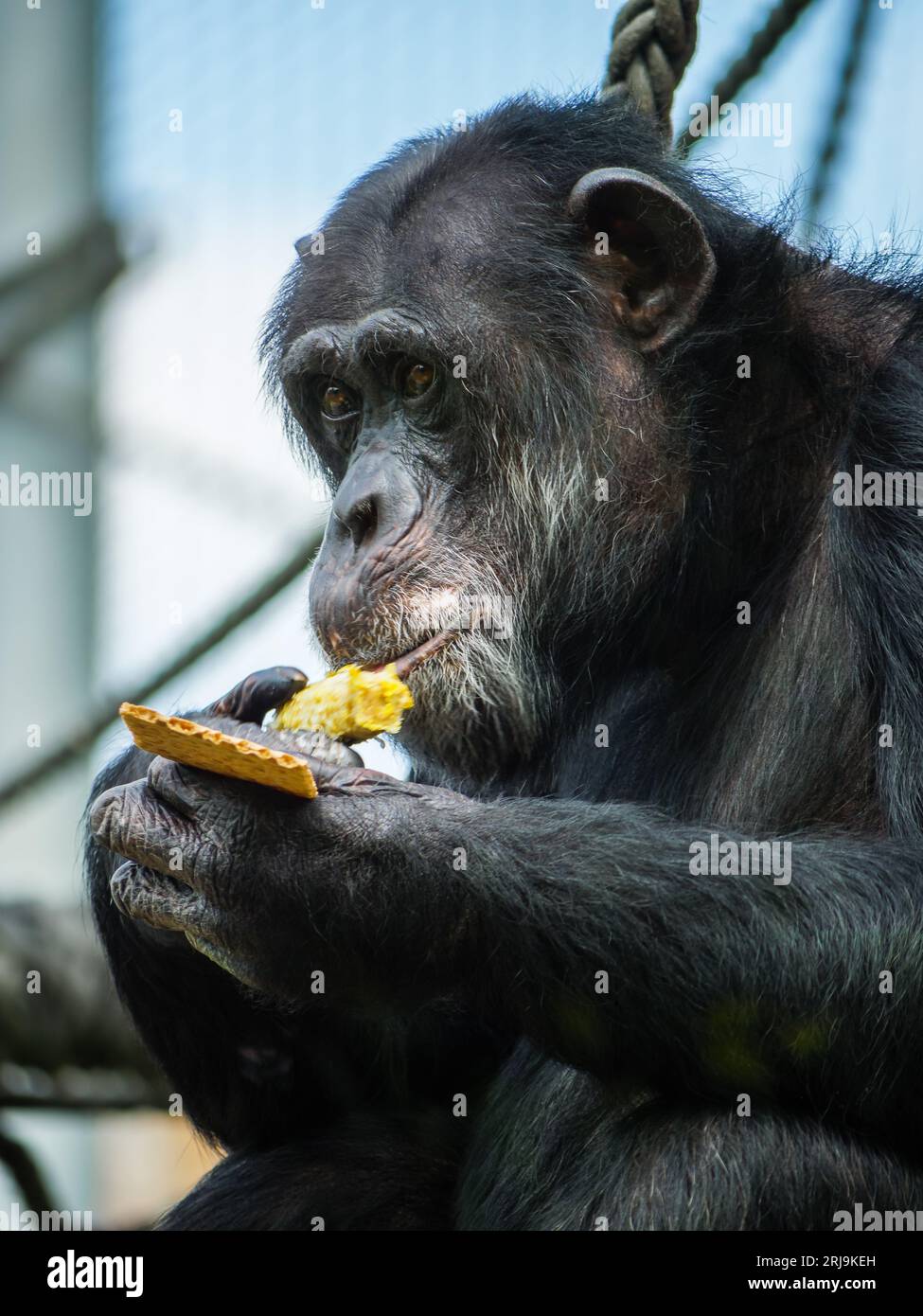 Un primo piano di uno scimpanzé nero che mangia mais sulla pannocchia nella sua gabbia Foto Stock