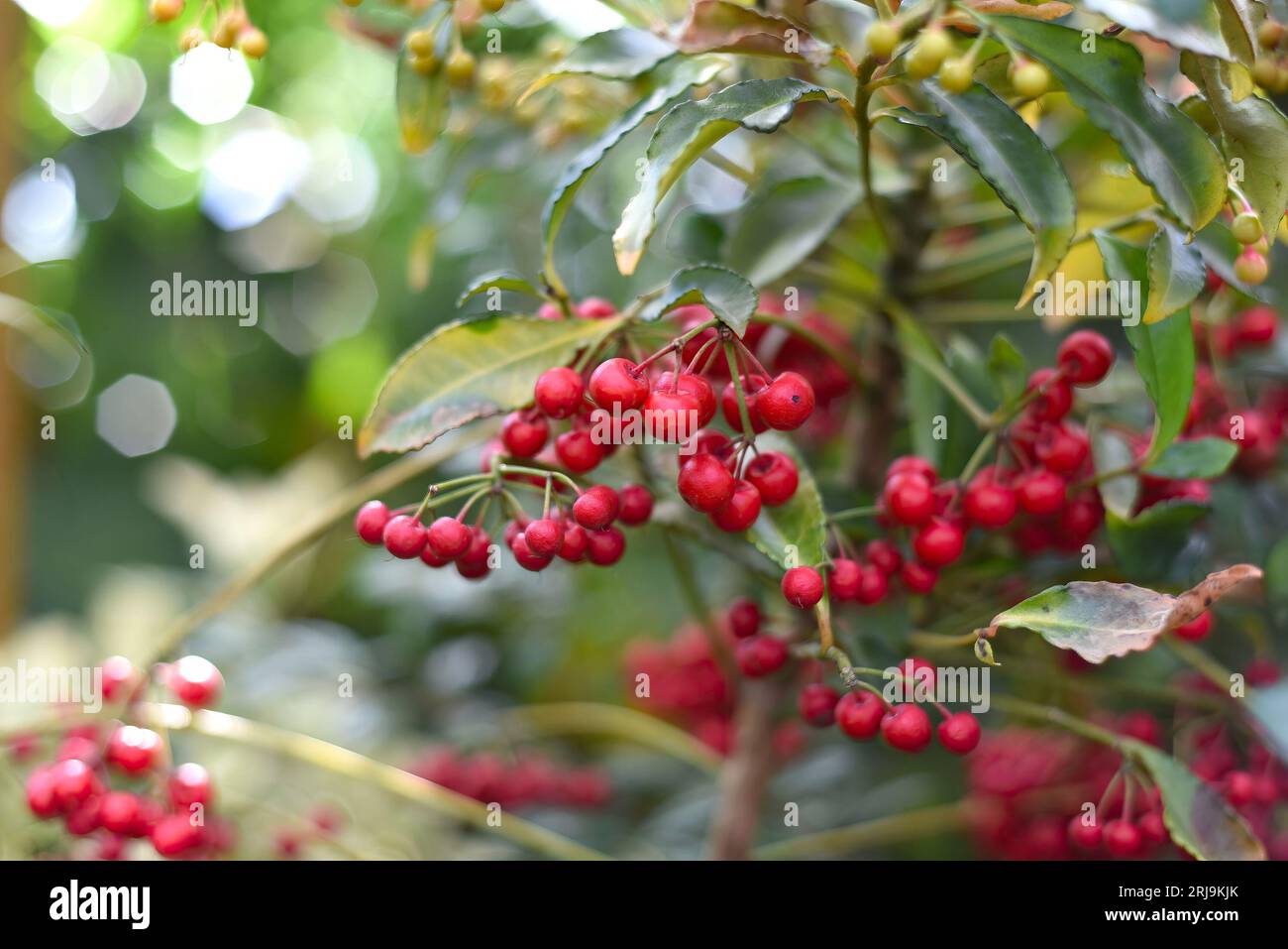 Pianta di fioritura dell'Asia orientale Ardisia crenata Sims Foto Stock