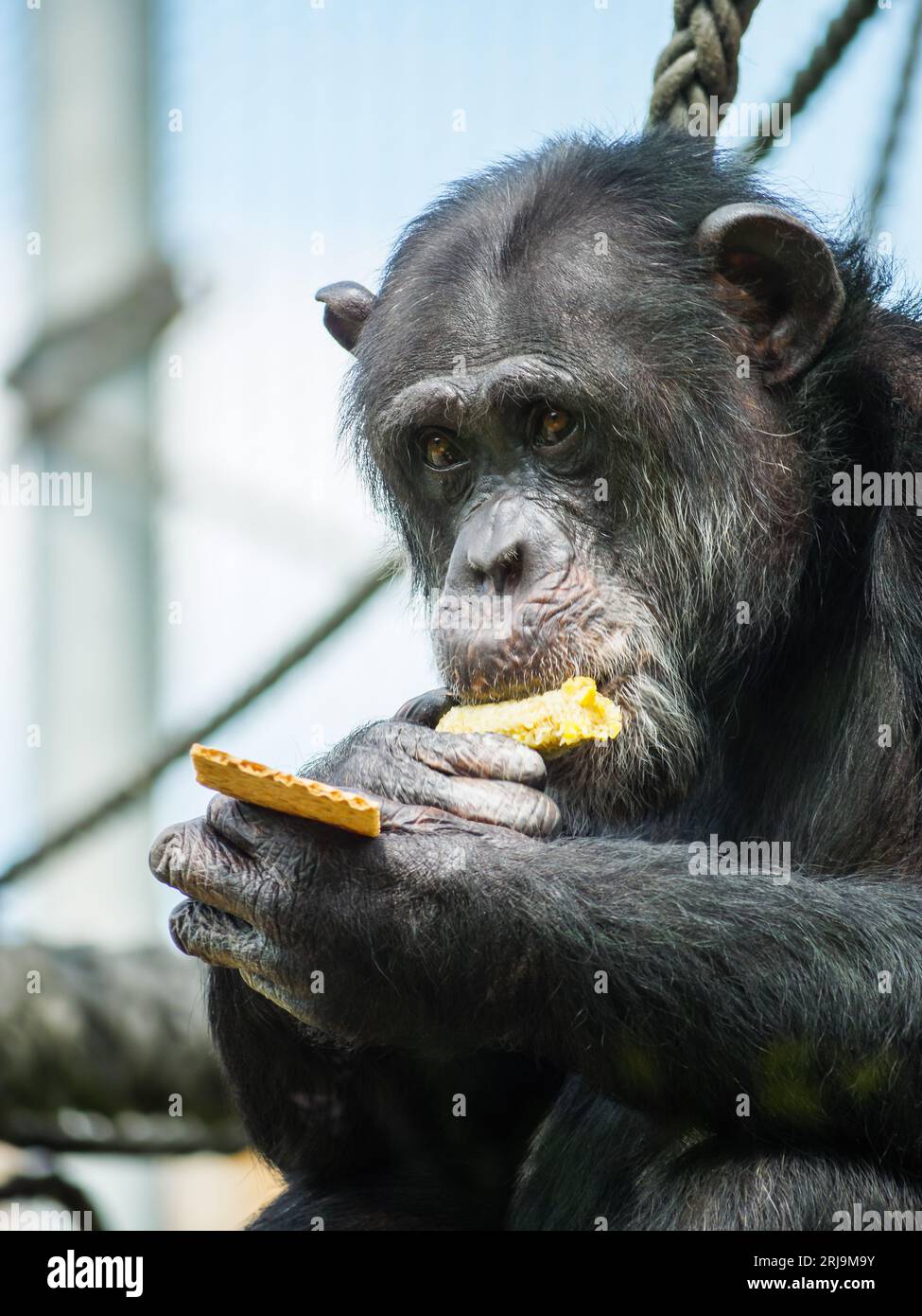 Un primo piano di uno scimpanzé nero che si gode un granoturco sul pannocciolo mentre si guarda la fotocamera Foto Stock