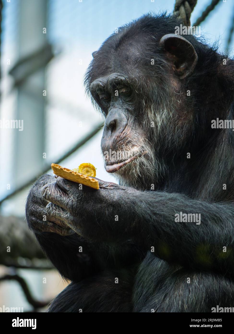 Uno scimpanzé nero che guarda il mais nelle sue mani Foto Stock