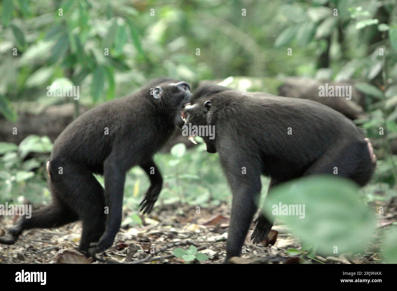 I macachi a cresta nera di Sulawesi (Macaca nigra) sono coinvolti in comportamenti aggressivi l'uno verso l'altro nella foresta di Tangkoko, Sulawesi settentrionale, Indonesia. Gli scienziati dei primati hanno scoperto che combattere o inseguirsi a vicenda sono parte delle attività sociali del macaco crestato. I contatti manuali aggressivi si sono verificati frequentemente e sono molto normali, e sono spesso seguiti da ritorsioni e riconciliazioni - un fatto che ha contribuito a costruire la reputazione di macaco crestato come specie altamente tollerante per la società. Foto Stock