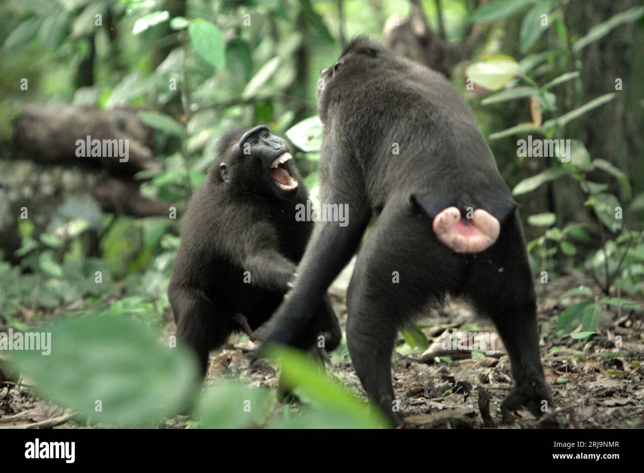 I macachi a cresta nera di Sulawesi (Macaca nigra) sono coinvolti in comportamenti aggressivi l'uno verso l'altro nella foresta di Tangkoko, Sulawesi settentrionale, Indonesia. Gli scienziati dei primati hanno scoperto che combattere o inseguirsi a vicenda sono parte delle attività sociali del macaco crestato. I contatti manuali aggressivi si sono verificati frequentemente e sono molto normali, e sono spesso seguiti da ritorsioni e riconciliazioni - un fatto che ha contribuito a costruire la reputazione di macaco crestato come specie altamente tollerante per la società. Foto Stock