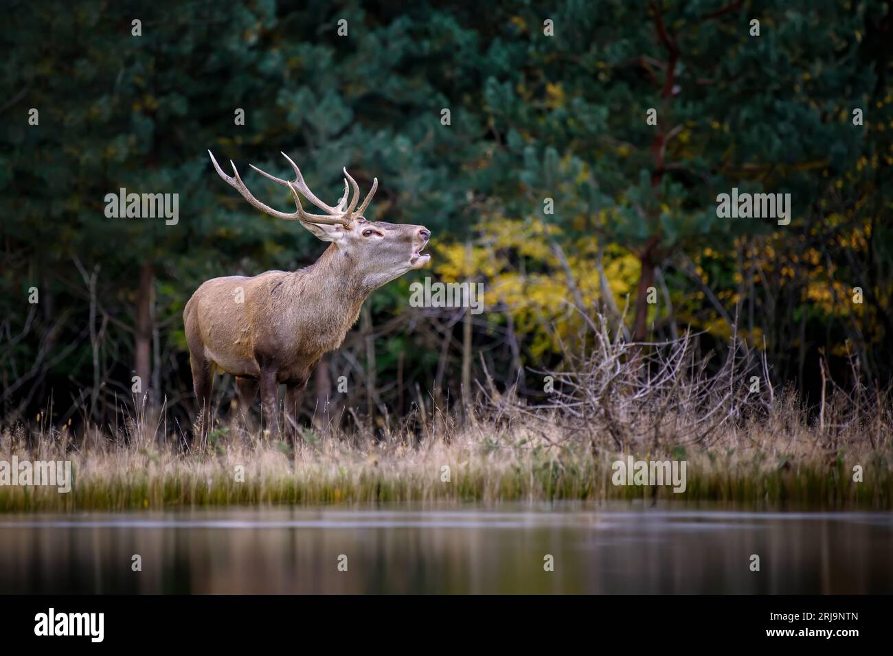 Vicino alle passeggiate dei cervi rossi per adulti lungo la riva di un fiume della foresta in un ambiente naturale Foto Stock