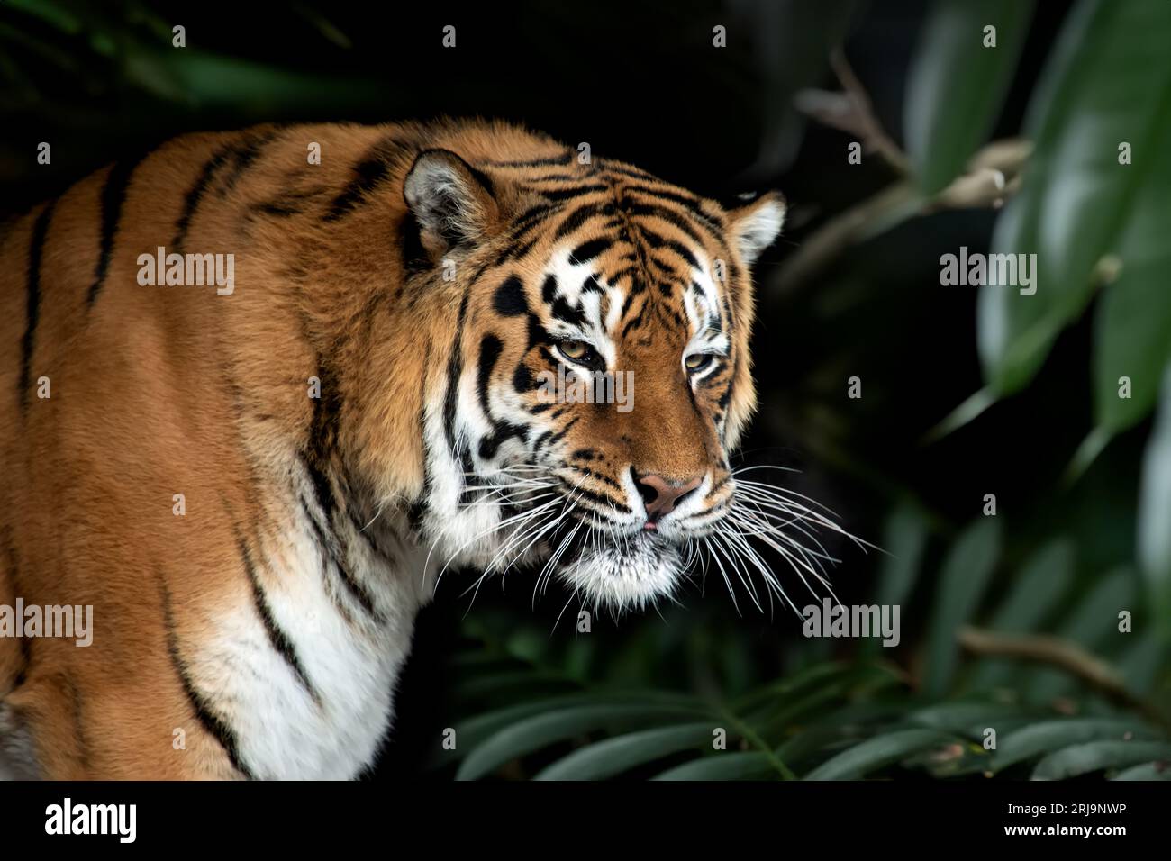 Ravvicinato ritratto di tigre adulto nella giungla Foto Stock