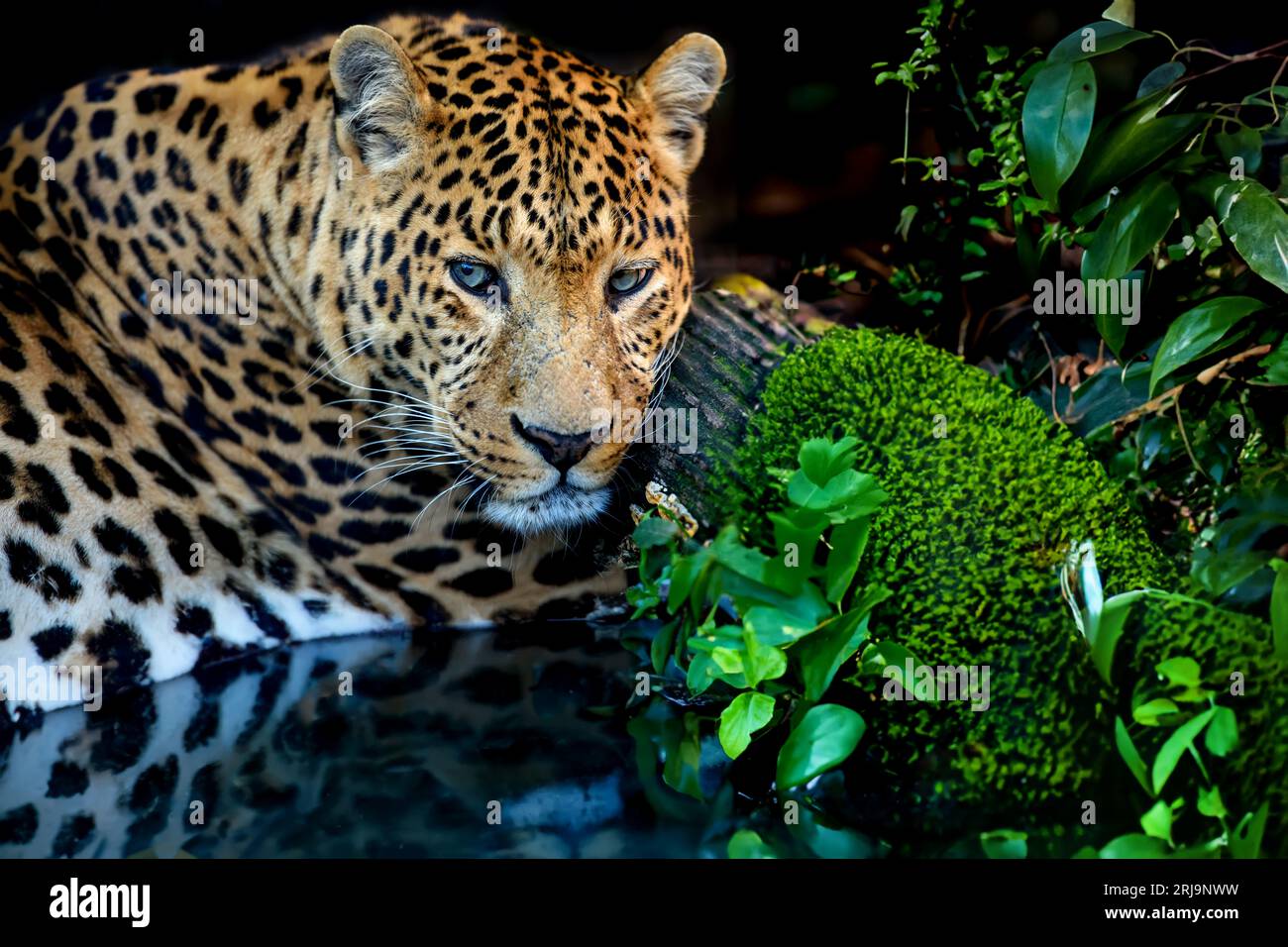Rassegna il ritratto di un giovane leopardo nella giungla con l'acqua Foto Stock