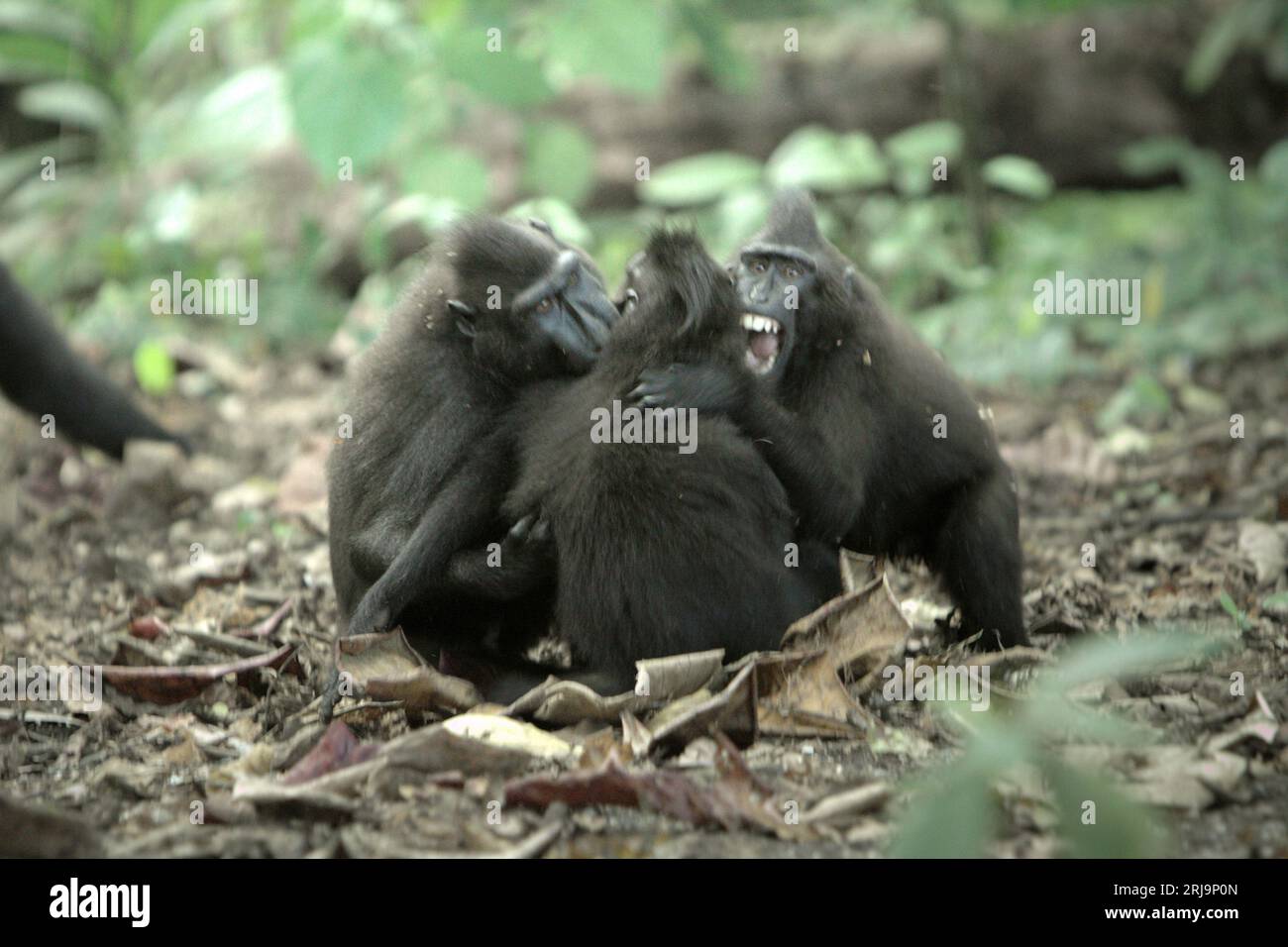 I macachi a cresta nera di Sulawesi (Macaca nigra) sono coinvolti in comportamenti aggressivi l'uno verso l'altro nella foresta di Tangkoko, Sulawesi settentrionale, Indonesia. Gli scienziati dei primati hanno scoperto che combattere o inseguirsi a vicenda sono parte delle attività sociali del macaco crestato. I contatti manuali aggressivi si sono verificati frequentemente e sono molto normali, e sono spesso seguiti da ritorsioni e riconciliazioni - un fatto che ha contribuito a costruire la reputazione di macaco crestato come specie altamente tollerante per la società. Foto Stock