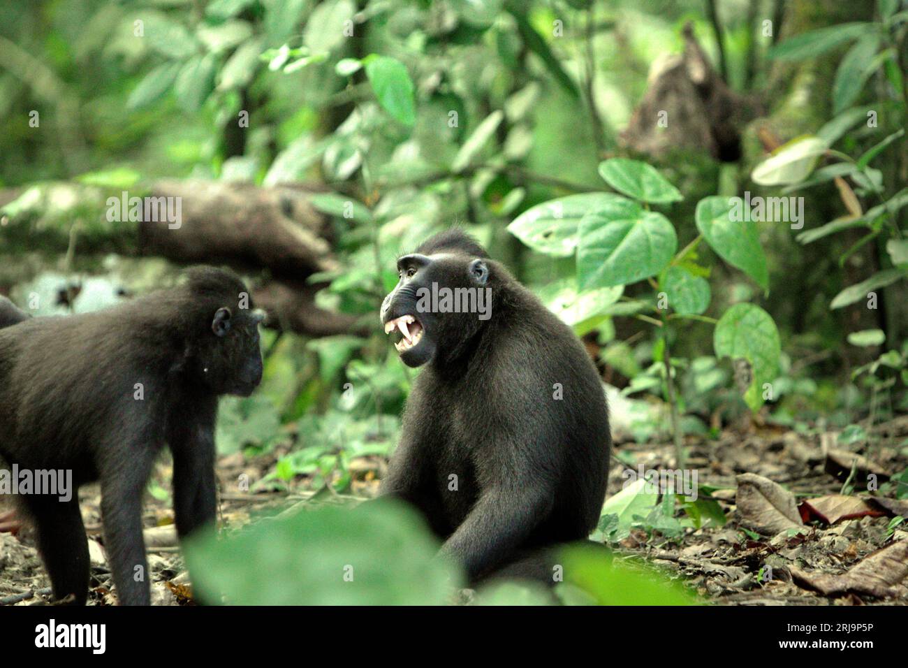 Un macaco crestato (Macaca nigra) mostra una visualizzazione di denti barbati verso un altro individuo mentre sta avendo attività sociali sul terreno nella foresta di Tangkoko, Sulawesi settentrionale, Indonesia. Le espressioni facciali (a bocca aperta, a bocca aperta, a denti barbati, sguardo, movimento della mascella) nei macachi crestati sono definite come una minaccia, secondo gli scienziati primati. Tuttavia, una faccia “neutrale” (faccia senza movimento) nei primati sta ancora comunicando qualcosa. In questa specie minacciata, il volto neutrale era più strettamente associato ad un risultato di conflitto che ad urla e minacce, suggerendo che l'assenza di... Foto Stock