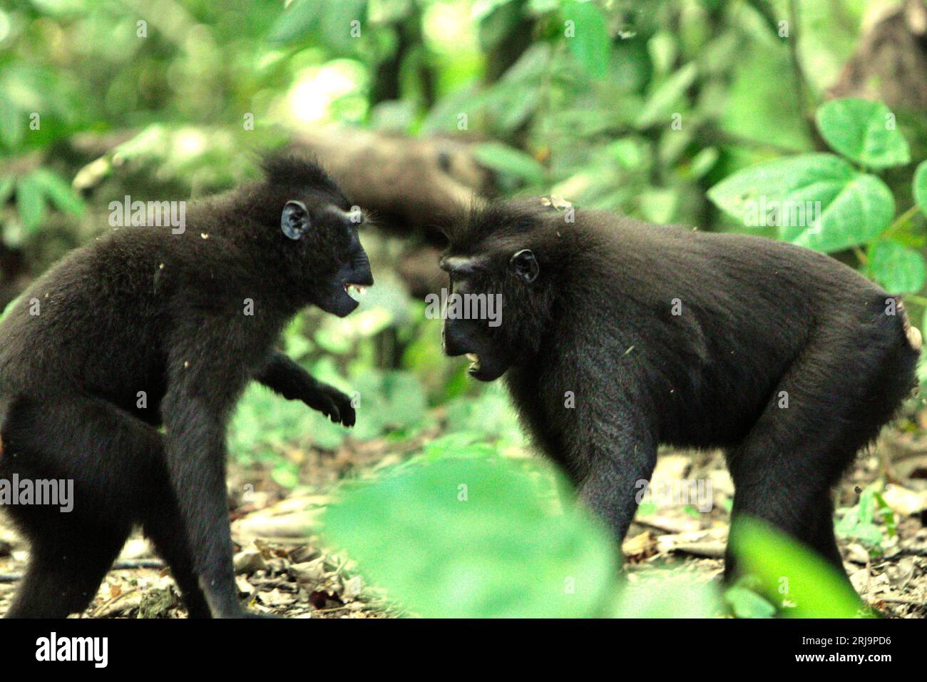 I macachi a cresta nera di Sulawesi (Macaca nigra) sono coinvolti in comportamenti aggressivi l'uno verso l'altro nella foresta di Tangkoko, Sulawesi settentrionale, Indonesia. Gli scienziati dei primati hanno scoperto che combattere o inseguirsi a vicenda sono parte delle attività sociali del macaco crestato. I contatti manuali aggressivi si sono verificati frequentemente e sono molto normali, e sono spesso seguiti da ritorsioni e riconciliazioni - un fatto che ha contribuito a costruire la reputazione di macaco crestato come specie altamente tollerante per la società. Foto Stock