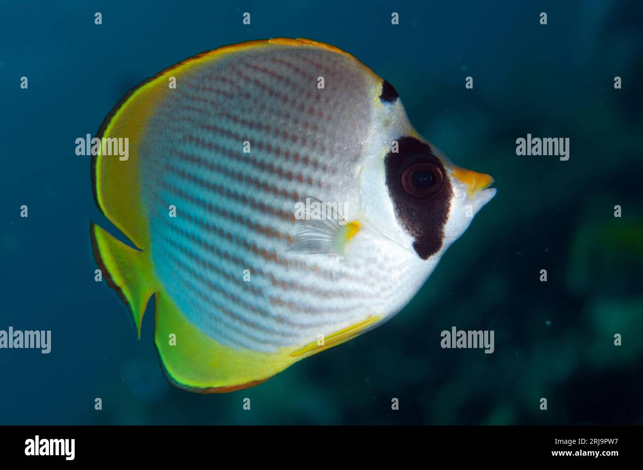 Panda Butterflyfish, Chaetodon adiergastos, Alam Anda dive site, Seraya, Bali, Indonesia Foto Stock