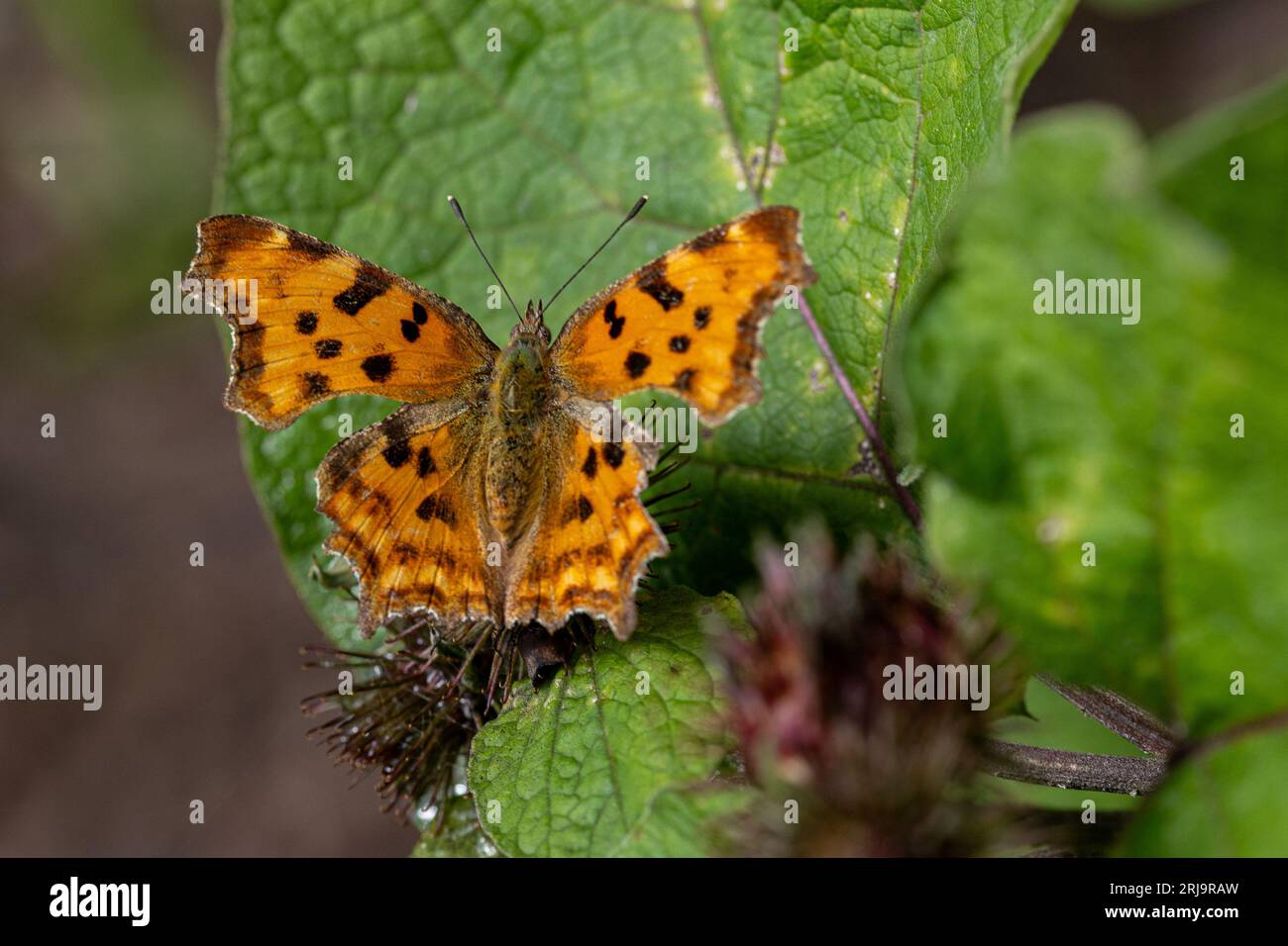 Una farfalla con virgole seduta su una foglia verde Foto Stock