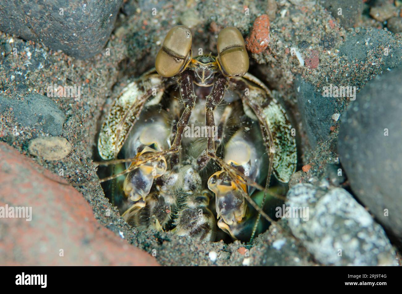 Tredici denti Mantis gamberetti, Lysiosquilla tredecimdentata, buco nella sabbia, sito di immersione Sedam, Seraya, Karangasem, Bali, Indonesia Foto Stock
