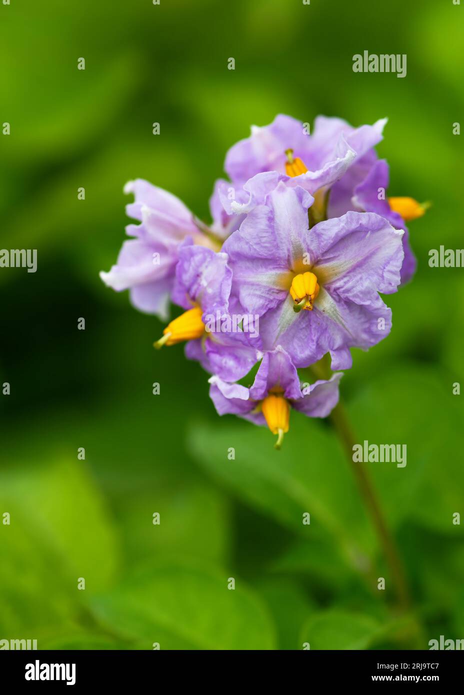 Patate coltivate con metodo biologico fiorite con fiori viola. Fiori di ortaggi biologici fioriscono in giardino. Messa a fuoco selettiva. Foto Stock