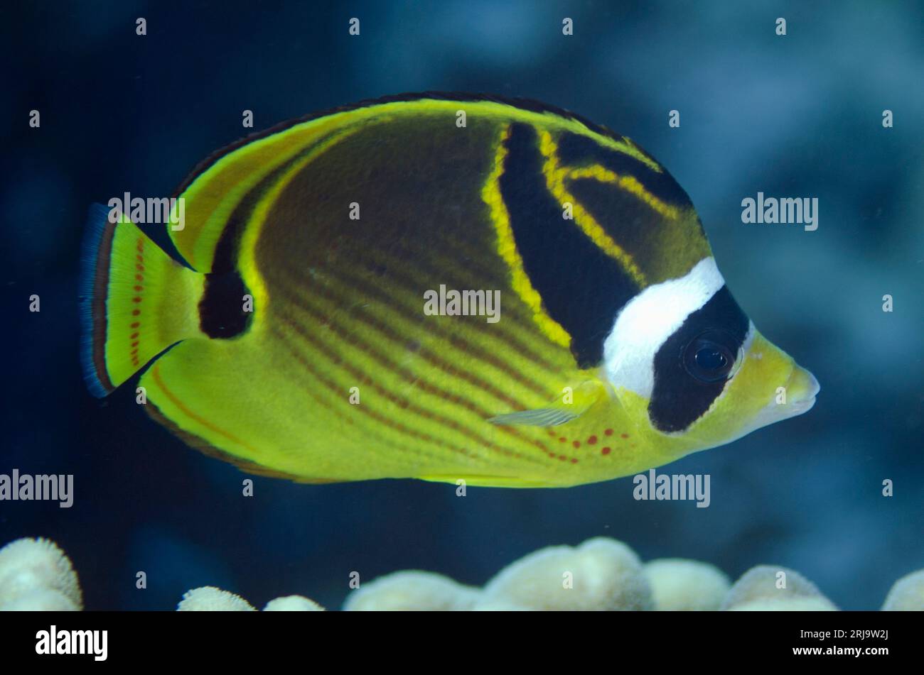 Raccoon Butterflyfish, Chaetodon lunula, Suanggi dive site, banda Neira, banda Sea, Indonesia Foto Stock