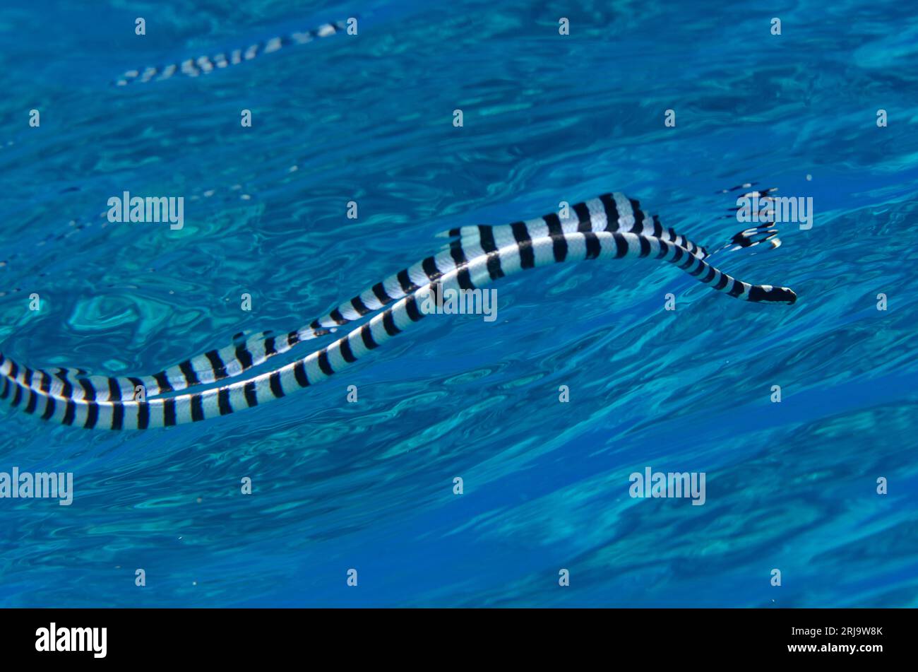 Banded Sea Snake, Laticauda colubrina, vicino alla superficie, sito di immersione di Suanggi, banda Neira, banda Sea, Indonesia Foto Stock