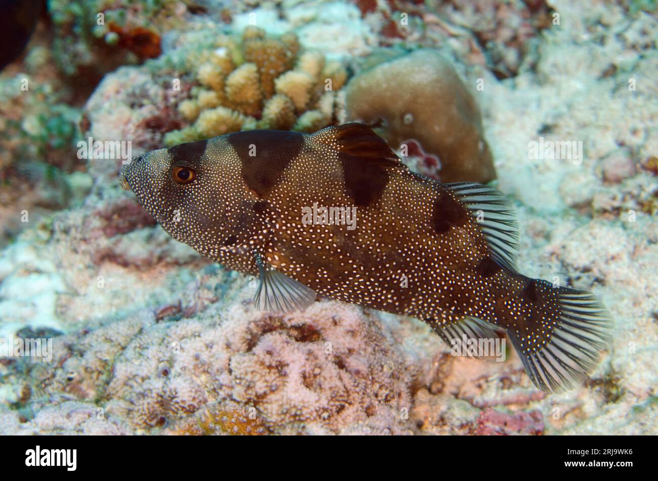 Pesce Soapfish maculato, Pogonoperca punctata, Batu Kapal dive site, banda Neira, banda Sea, Indonesia Foto Stock