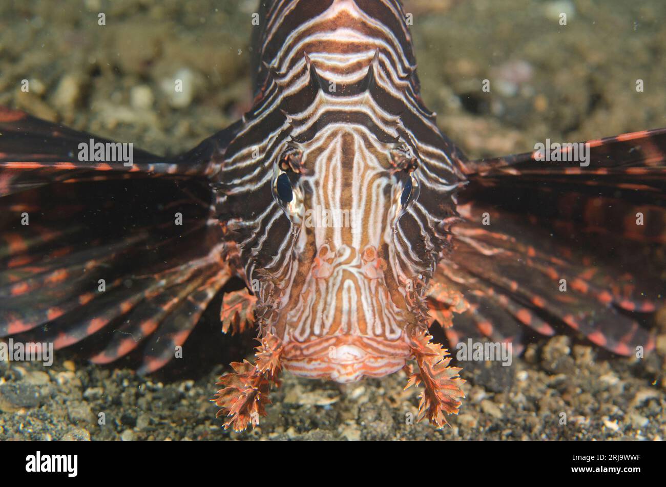 Andover Lionfish, Pterois andover, Maulana Hotel dive site, banda Neira, banda Sea, Indonesia Foto Stock