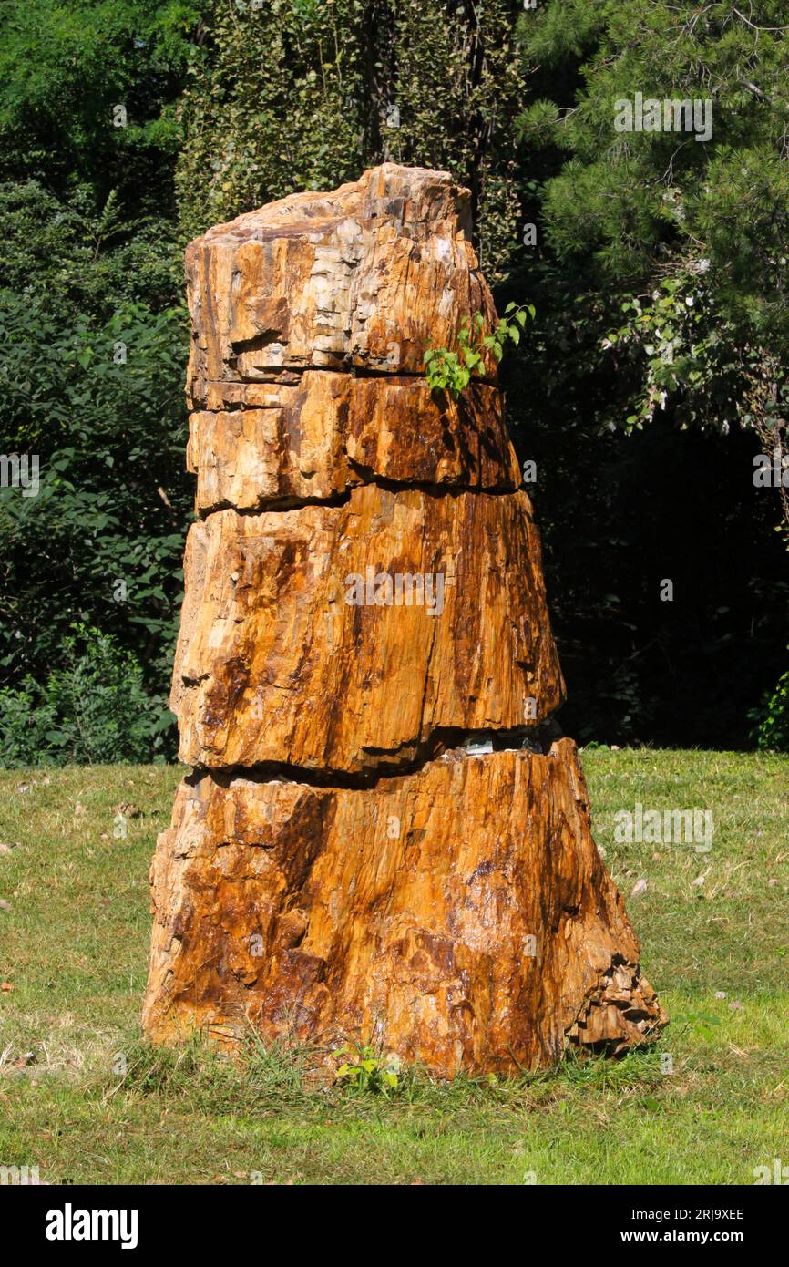 tronco di legno pietrificato in natura, primo piano della foto Foto Stock