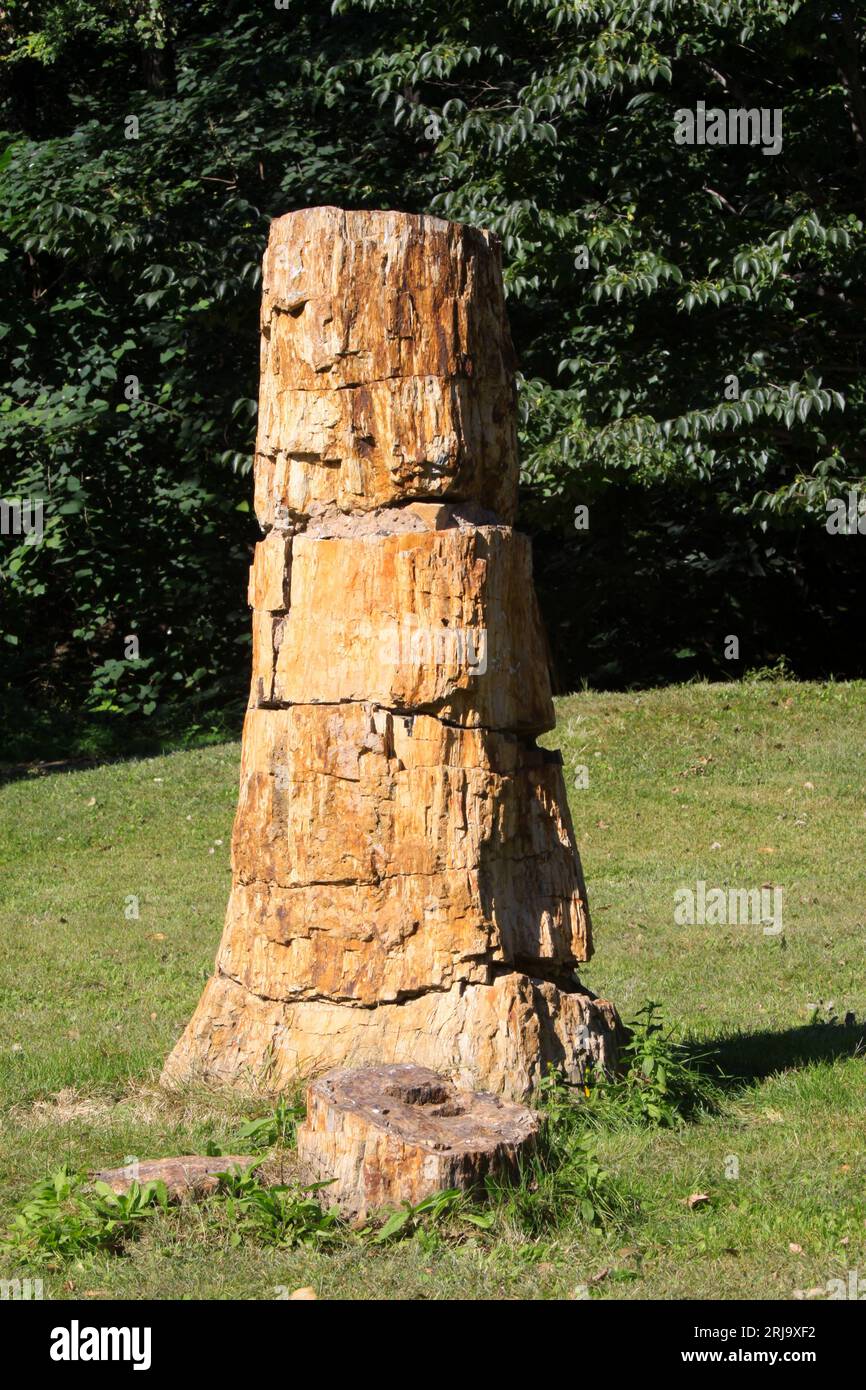 tronco di legno pietrificato in natura, primo piano della foto Foto Stock