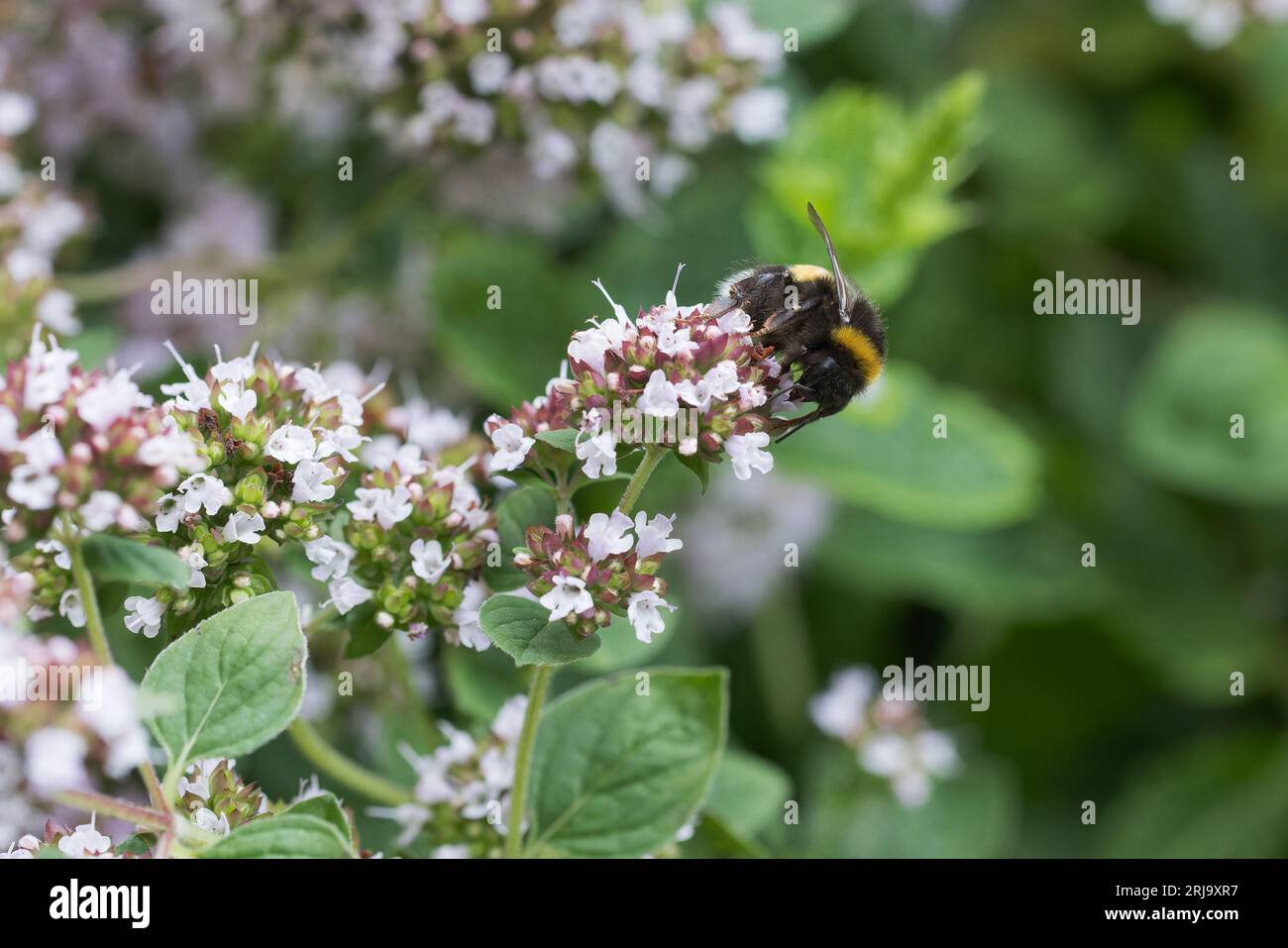 Bumble bee che si nutrono di origano Foto Stock