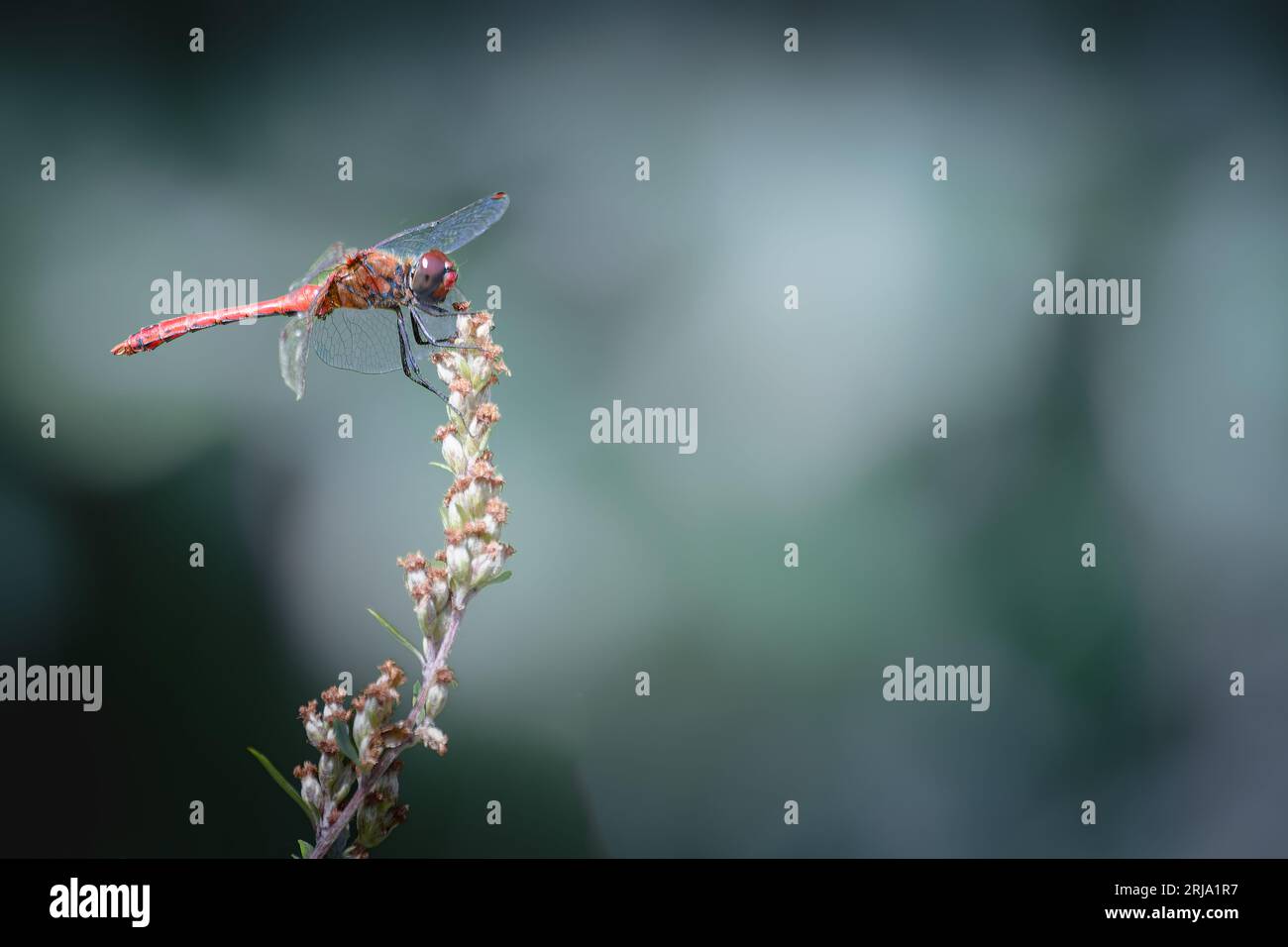 Dragonfly sul fusto di una pianta in giardino. Macro Foto Stock