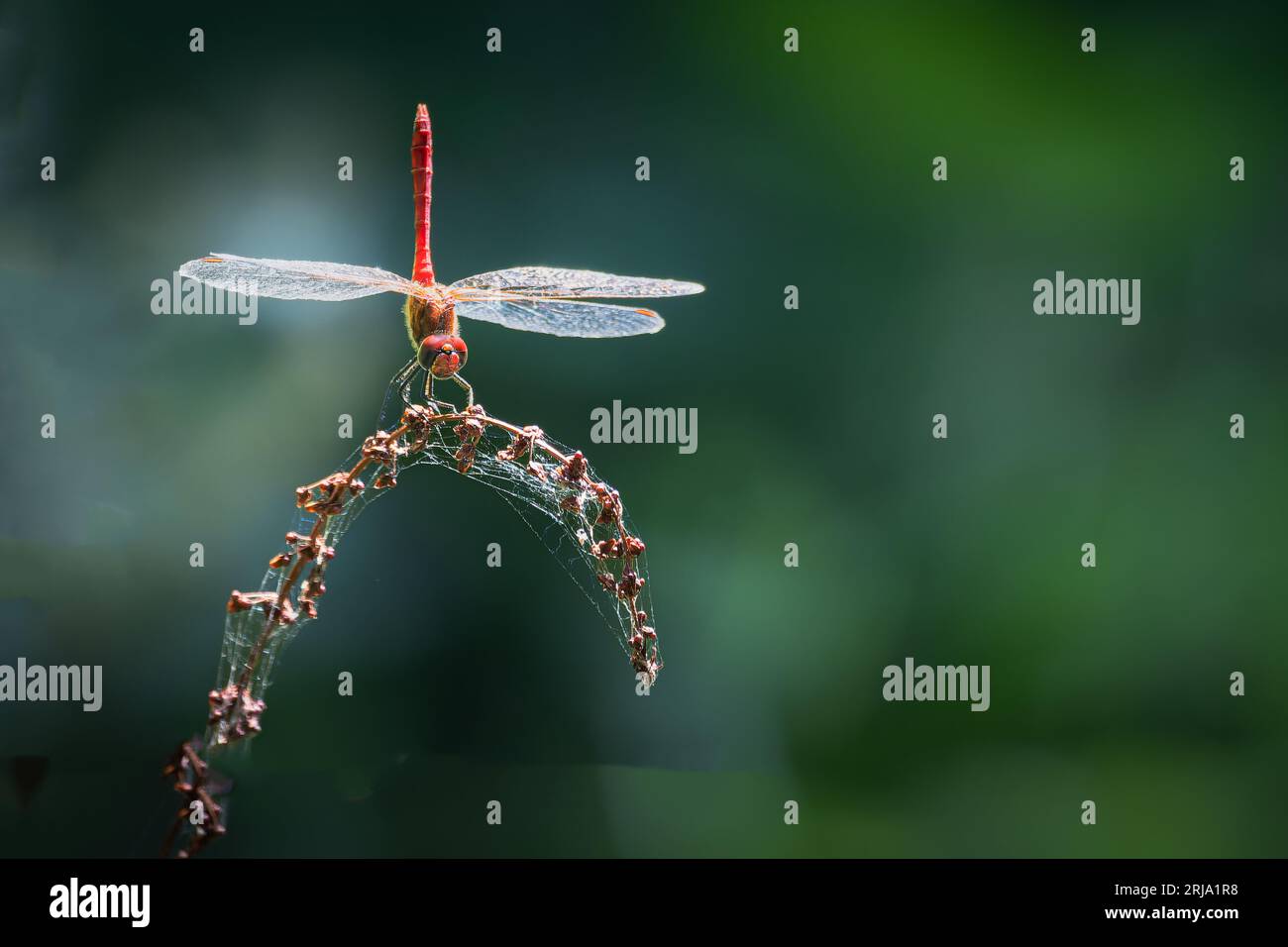 Dragonfly sul fusto di una pianta in giardino. Macro Foto Stock
