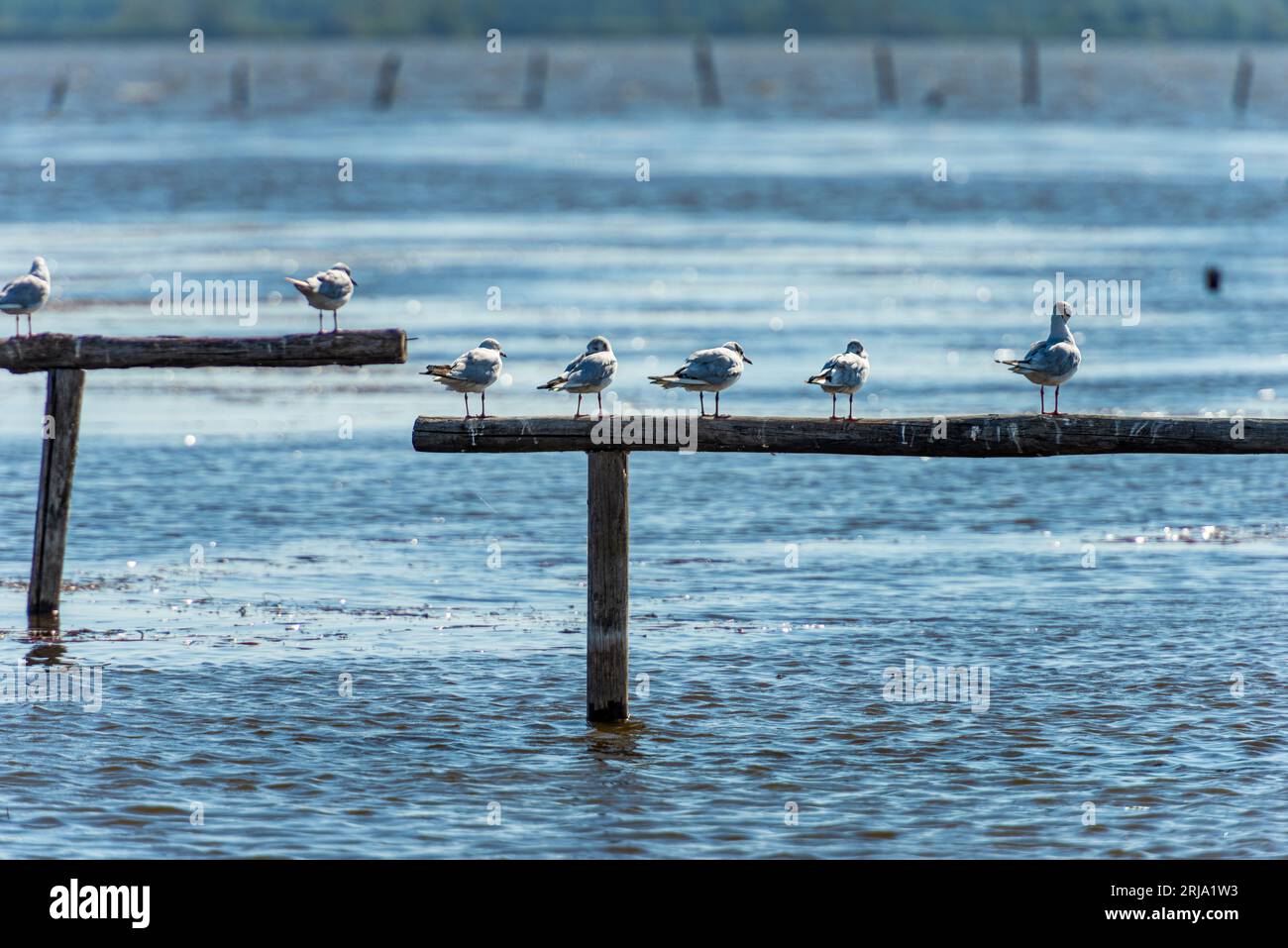 Birdwatching sul Lago di Massaciuccoli. Riserva naturale e faunistica e punto di riferimento naturale nella provincia di Lucca, Toscana, Italia. Foto Stock