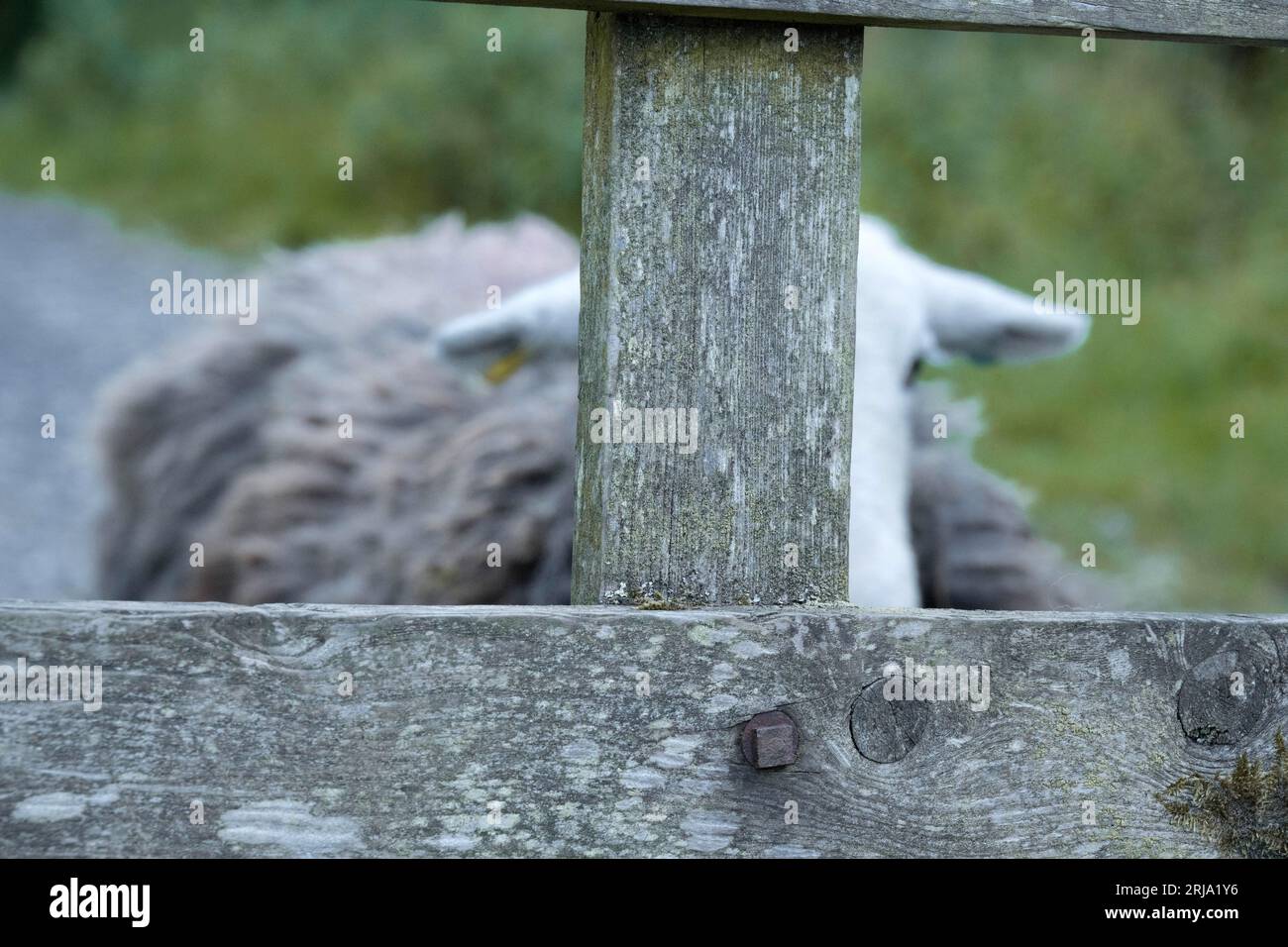 Vicino alla testa delle pecore Foto Stock