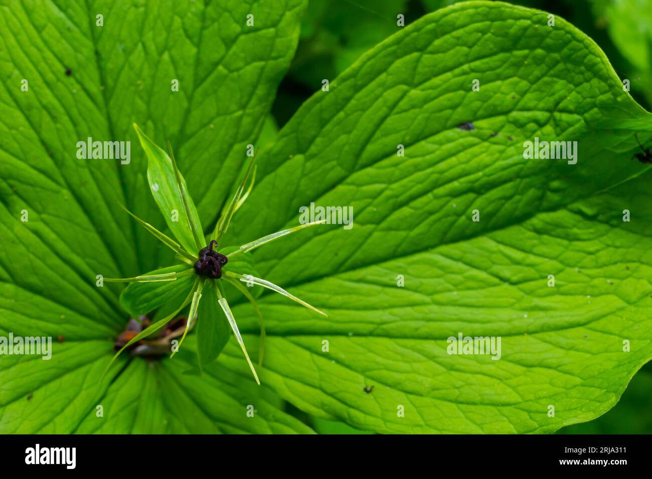 Infiorescenza della quadrifolia parigina a quattro lieviti con il frutto tipico e le quattro foglie disposte intorno ad essa. Foto Stock