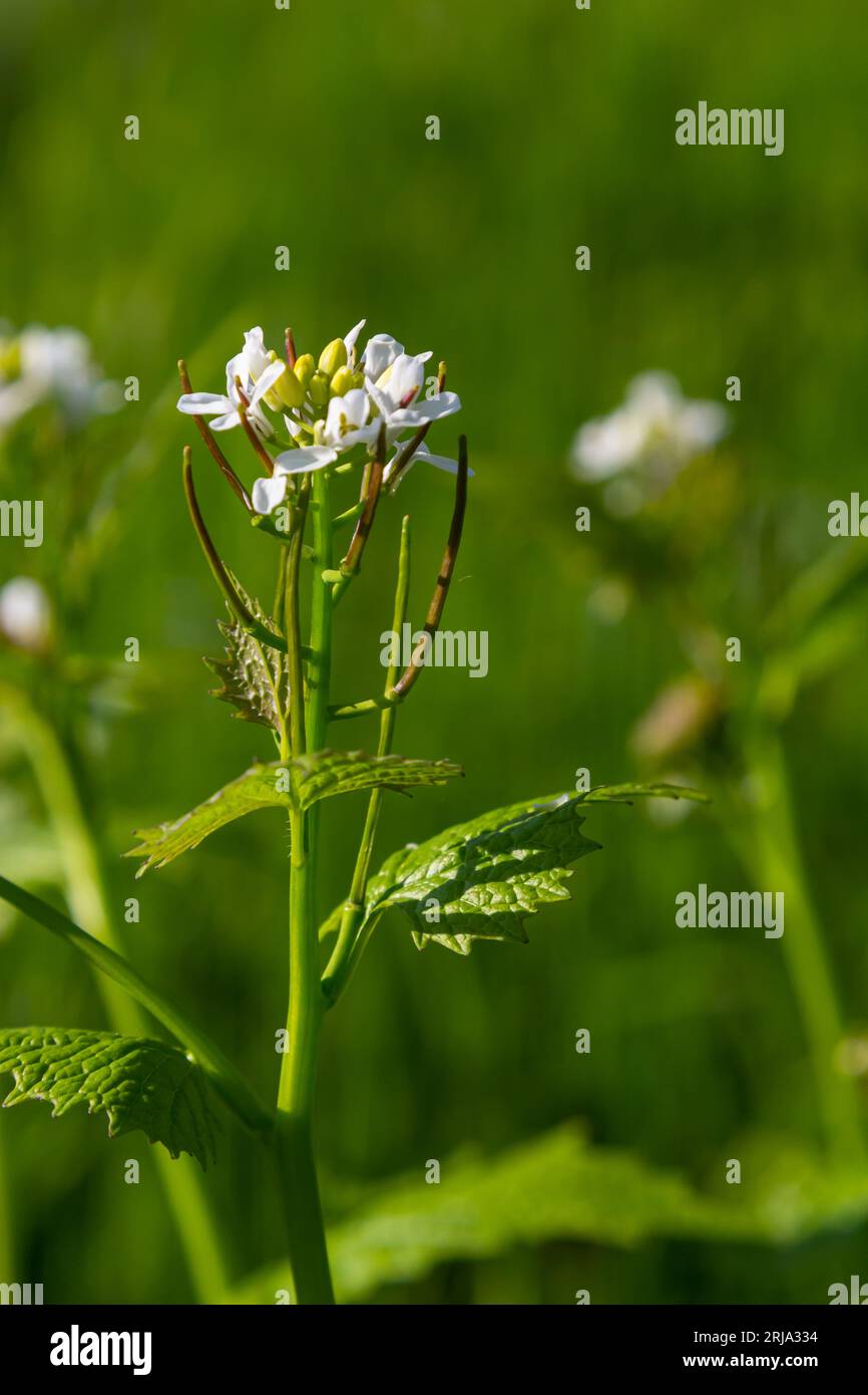 Aglio senape fiori Alliaria petiolata primo piano. L'Alliaria petiolata, o senape all'aglio, è una pianta biennale fiorita della famiglia Brassic Foto Stock