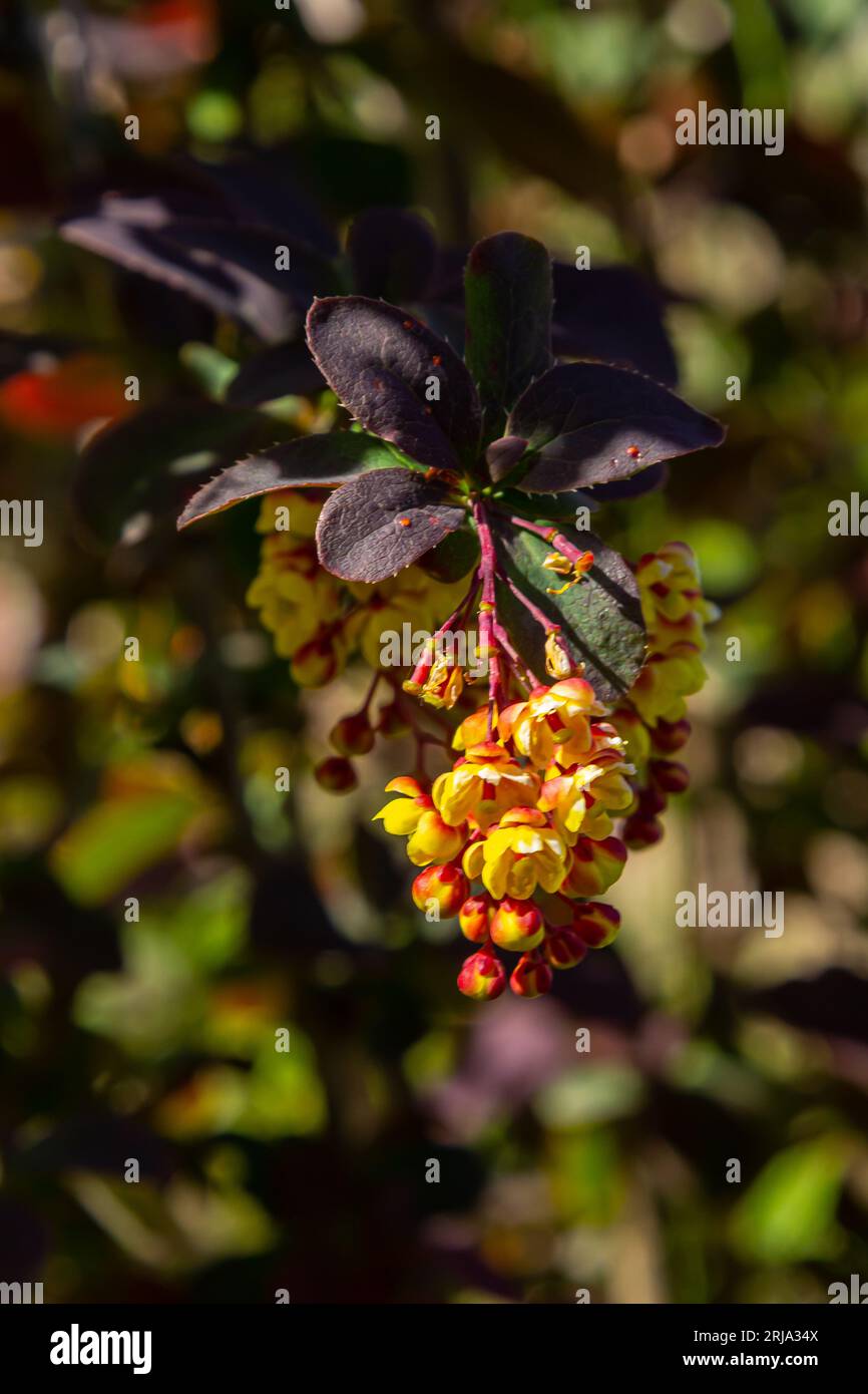 Berberis thunbergii arbusto fiorito ornamentale alla bacca giapponese, gruppo di bei fiori di petalo giallo in fiore, foglie viola-rossastre. Foto Stock