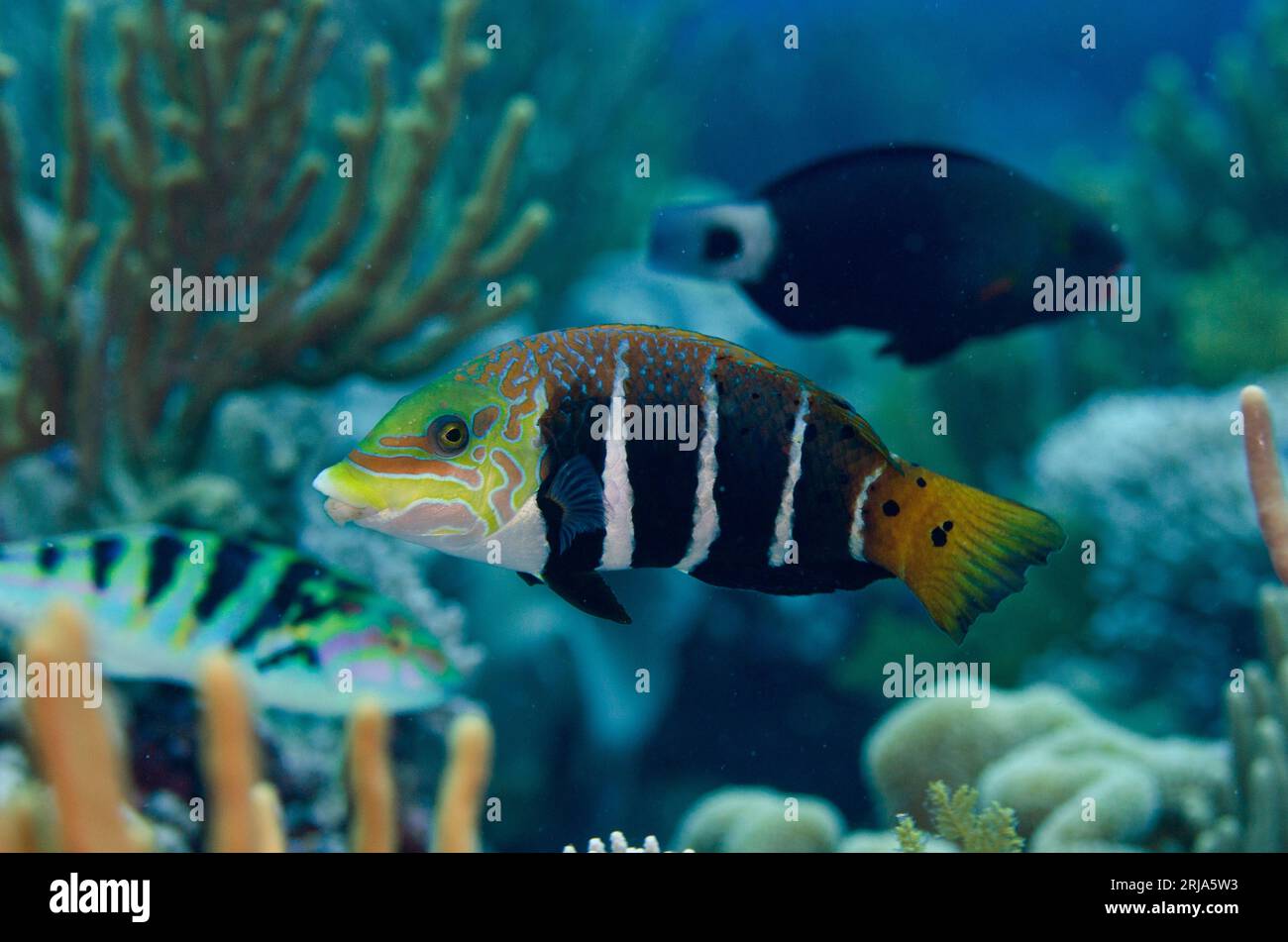 Barred Thicklip Wrasse, Hemigymnus fasciatus, Dewara Slope, Dewara Island, vicino Tanimbar, Forgotten Islands, Mar banda, Indonesia Foto Stock