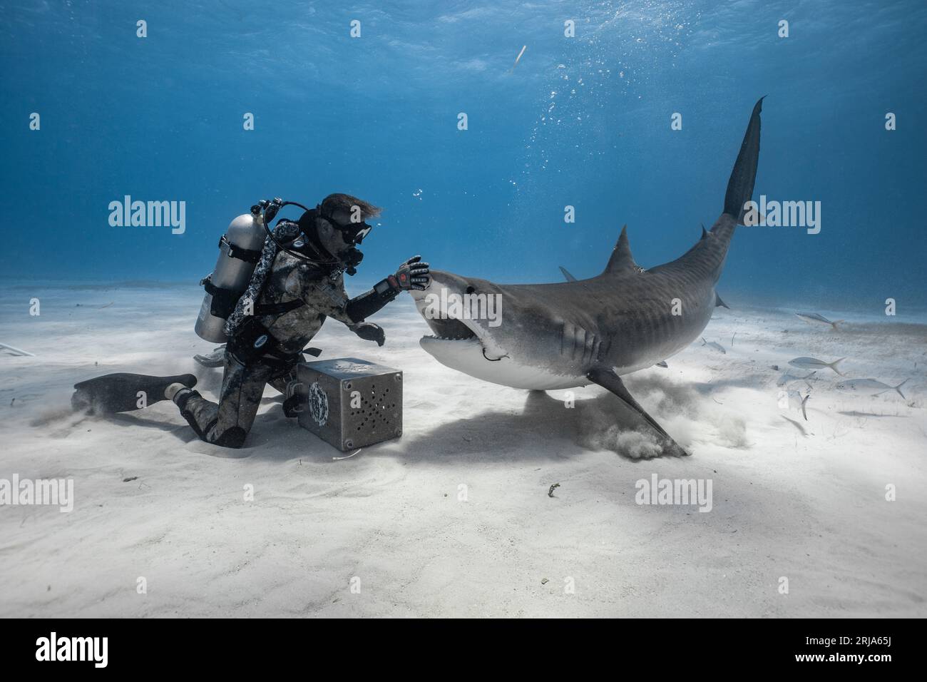 Reindirizzare lo squalo tigre toccando il muso. Tiger Beach, Bahamas: Immagini MOZZAFIATO mostrano un grande squalo tigre che apre le mandibole a un subacqueo, Foto Stock