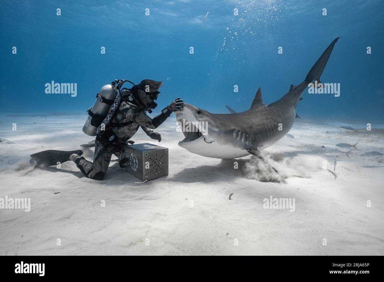 Il subacqueo stava reindirizzando il grande squalo tigre quando la fotografa Janelle Van Ruiten ha catturato questo momento irresistibile. Tiger Beach, il Bahama Foto Stock