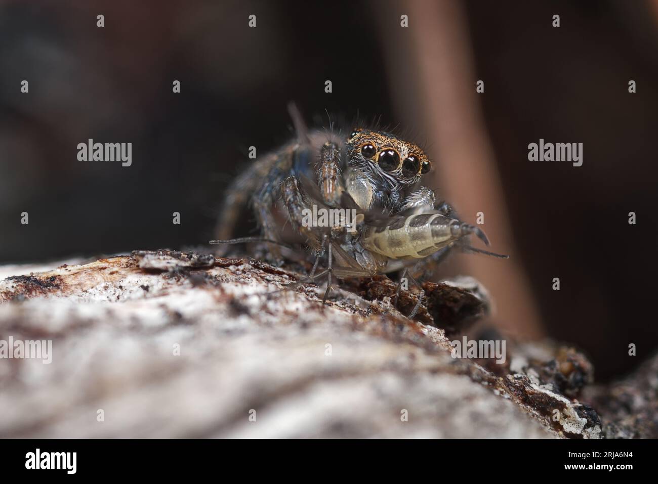Il ragno giovanile di Peacock, Maratus mungaich prima della muta finale nei suoi colori riproduttivi. Foto Stock Il ragno giovanile di Peacock, Maratus mungaich prima della muta finale nei suoi colori riproduttivi. Foto Stock