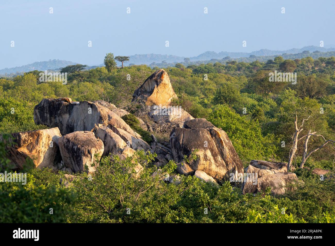 Gli antichi affioramenti di granito sono una caratteristica del Bushveld africano. Questi affioramenti possono essere koppie come questo o enormi balenottere e formare habitat distinti. Foto Stock