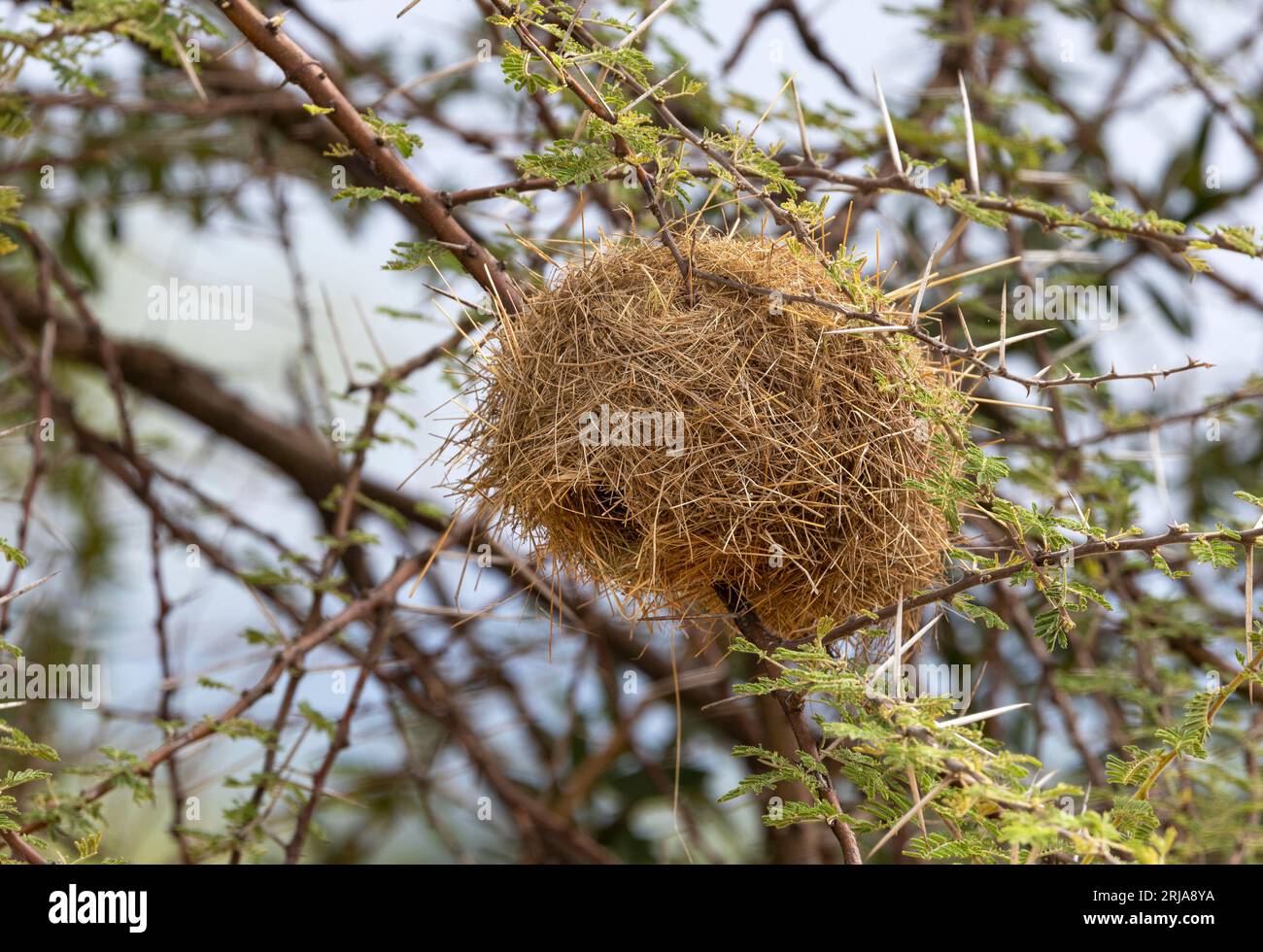 Il nido ordinato e ordinato del tessitore sociale con il cappuccio grigio fornisce riparo di notte e per l'allevamento. Nidificano l'uno vicino all'altro nelle colonie. Foto Stock