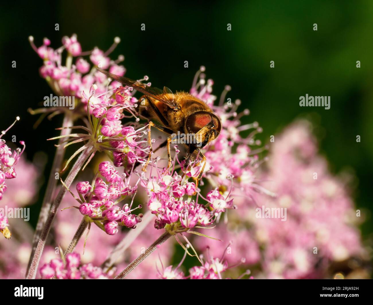Common Drone Fly - Eristalis tenax - su fiori selvatici rosa Foto Stock