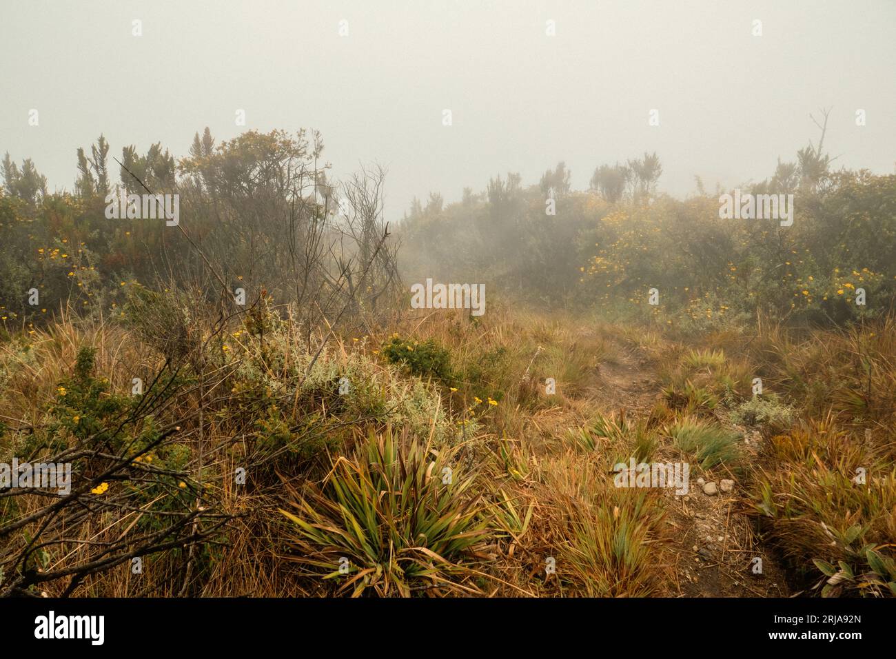Vista panoramica della zona della brughiera di erica del Monte Rungwe a Mbeya, Tanzania Foto Stock