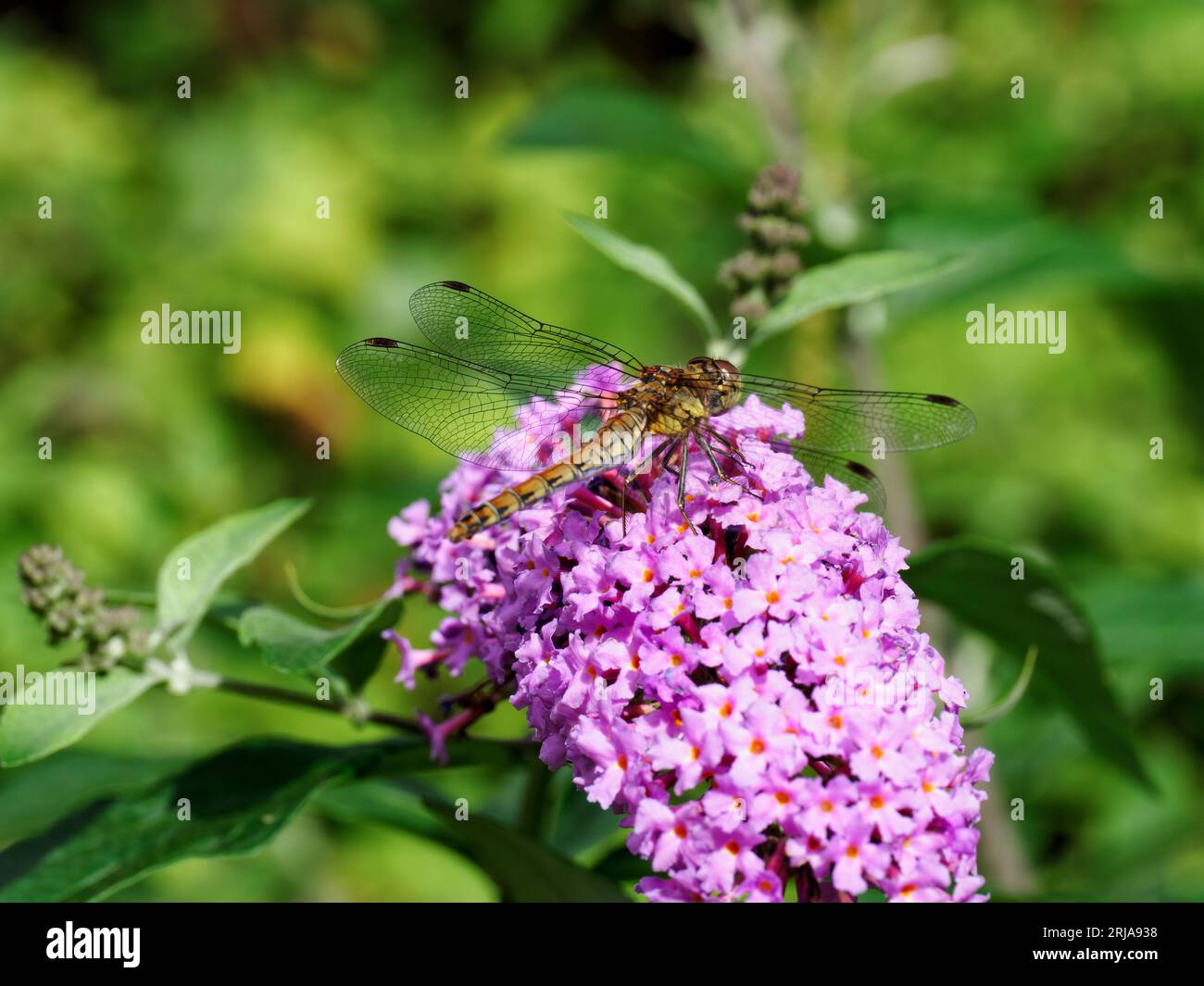 darter comune - Sympetrum striolatum - su un fiore di buddleia. Sfondo verde con spazio per la copia Foto Stock