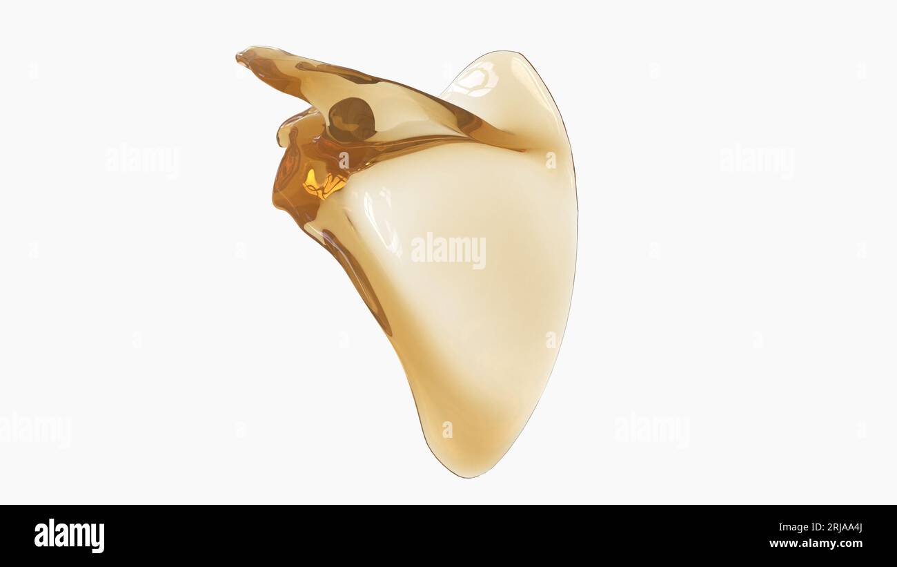 Anatomia scheletrica umana Scapula Bone 3D rendering for Medical Concept Foto Stock