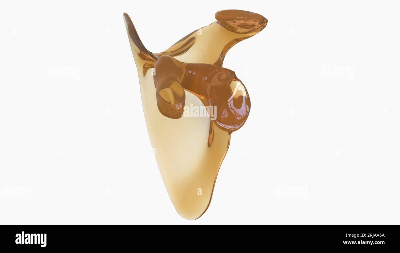 Anatomia scheletrica umana Scapula Bone 3D rendering for Medical Concept Foto Stock