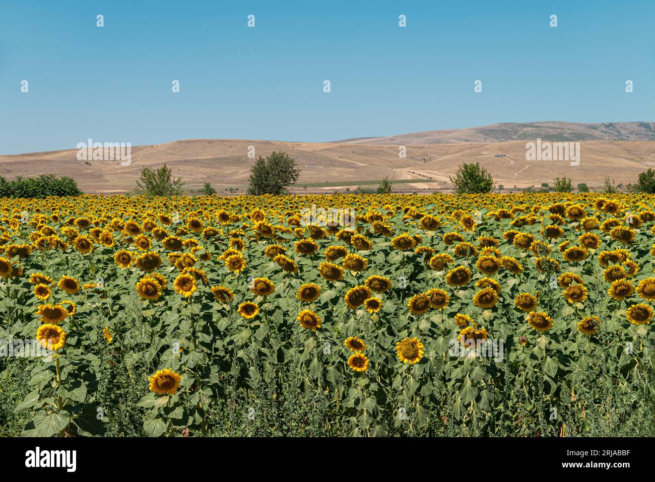 Campo di girasole organico contro il cielo soleggiato e blu Foto Stock
