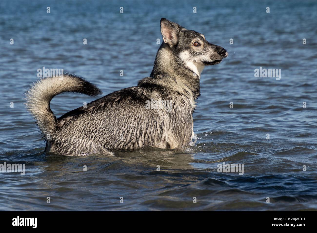Pastore tedesco, mix di husky siberiani in un lago blu Foto Stock