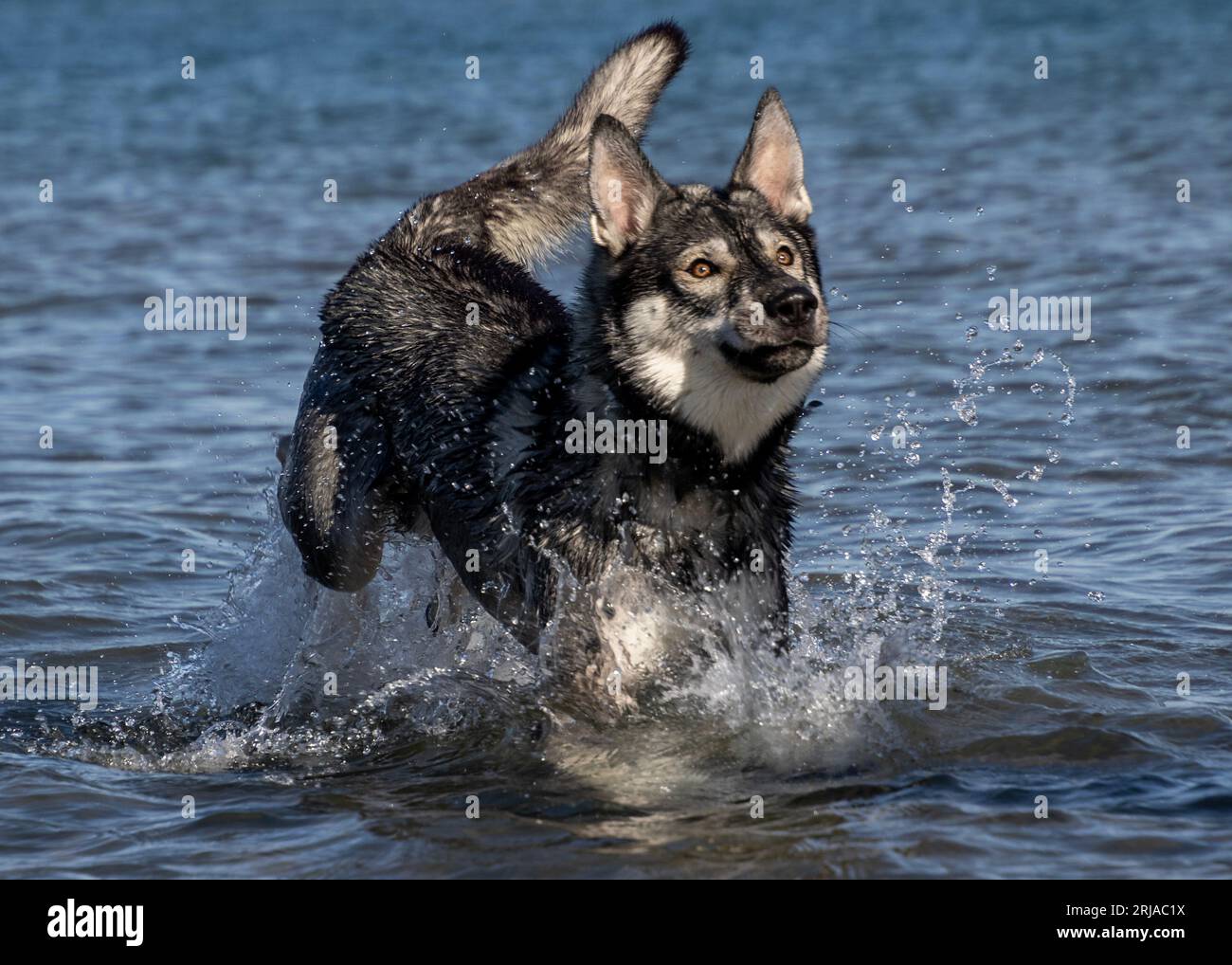 Pastore tedesco, miscela di husky siberiani che scorre in un lago blu e spruzza d'acqua Foto Stock